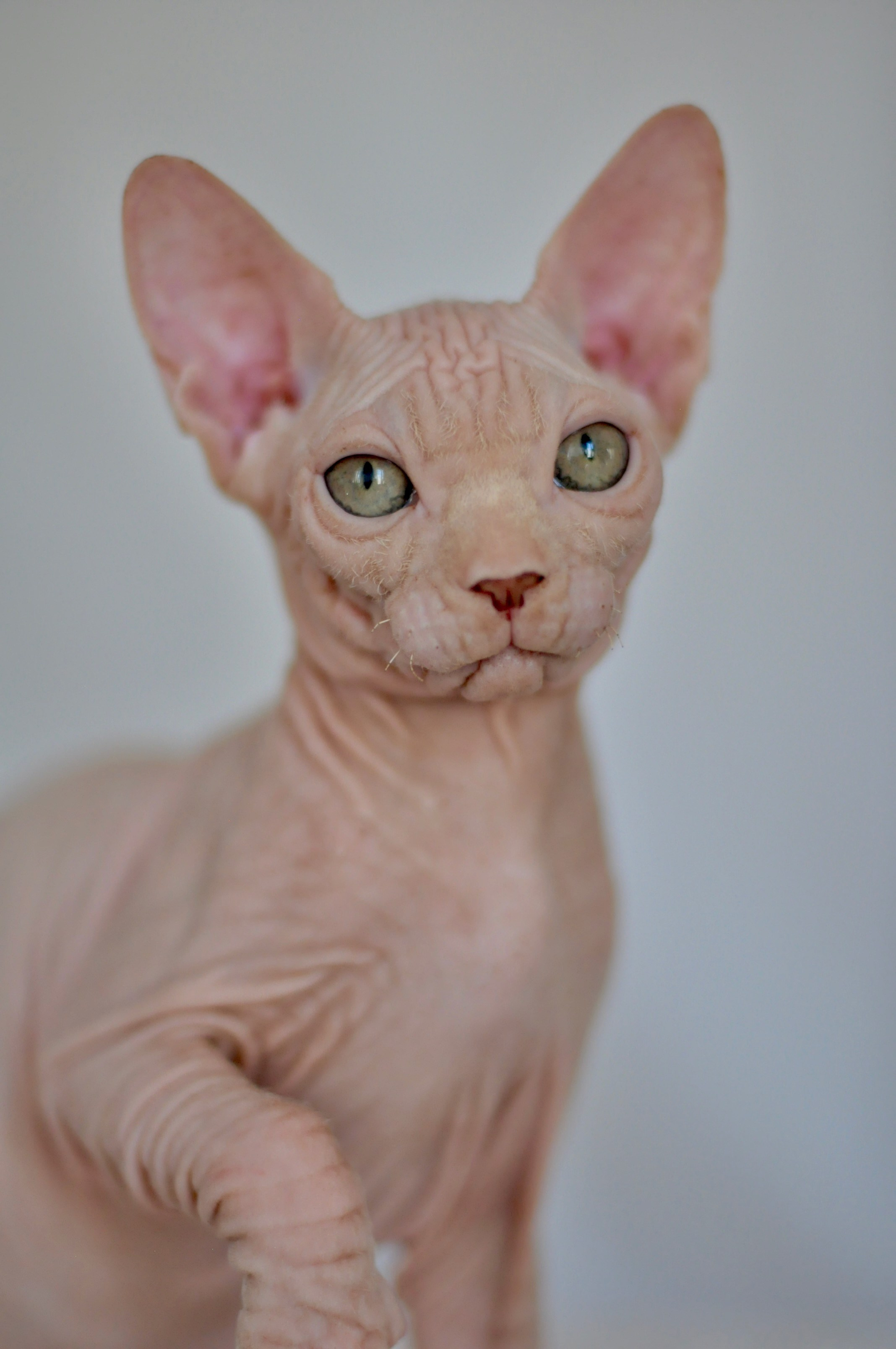 ICARUS ♂ DOB 22/05/2026 AVAILABLE. Питомник Канадских Сфинксов MURVEL, город Лимассол, Кипр