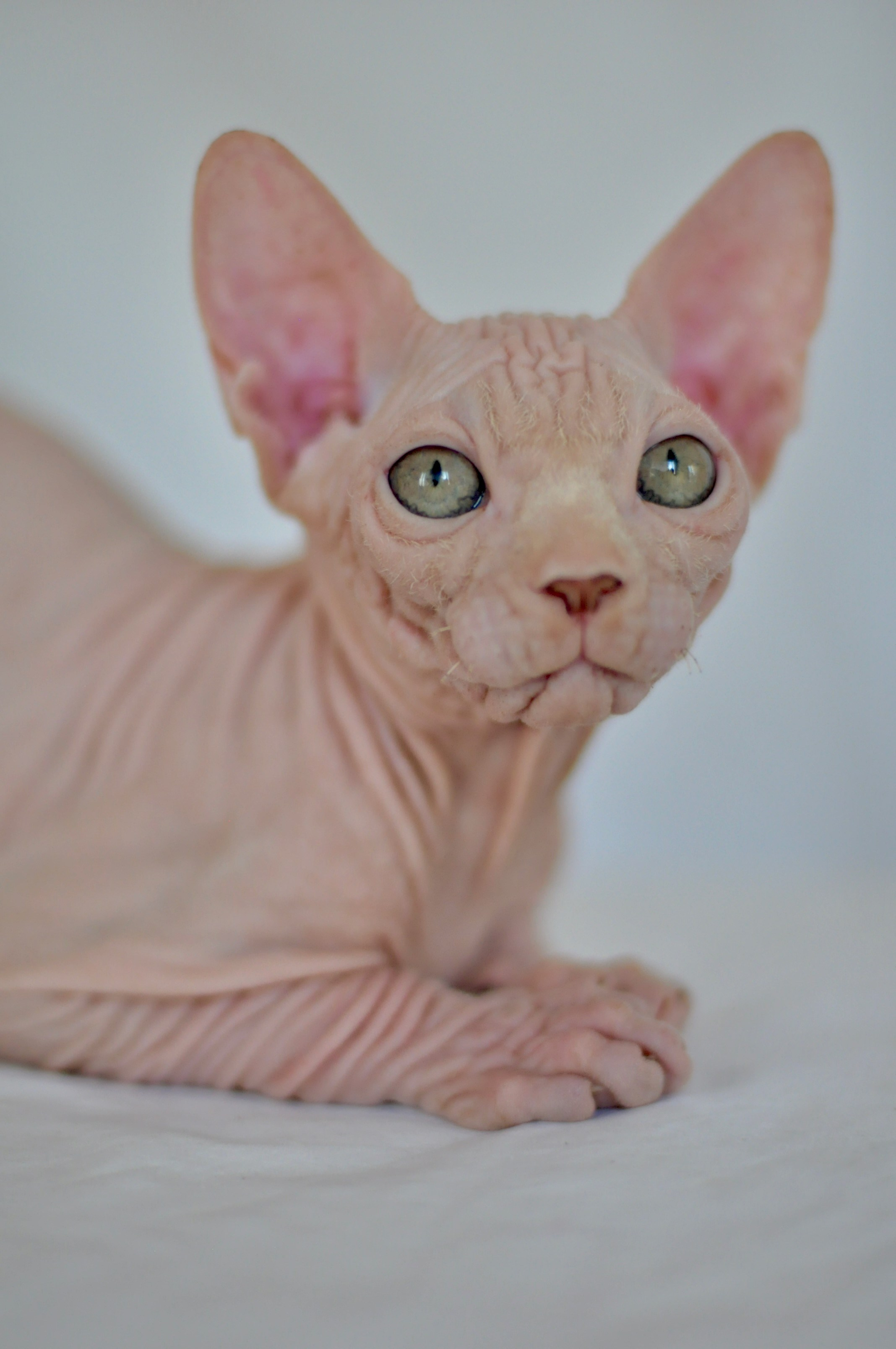 ICARUS ♂ DOB 22/05/2026 AVAILABLE. Питомник Канадских Сфинксов MURVEL, город Лимассол, Кипр