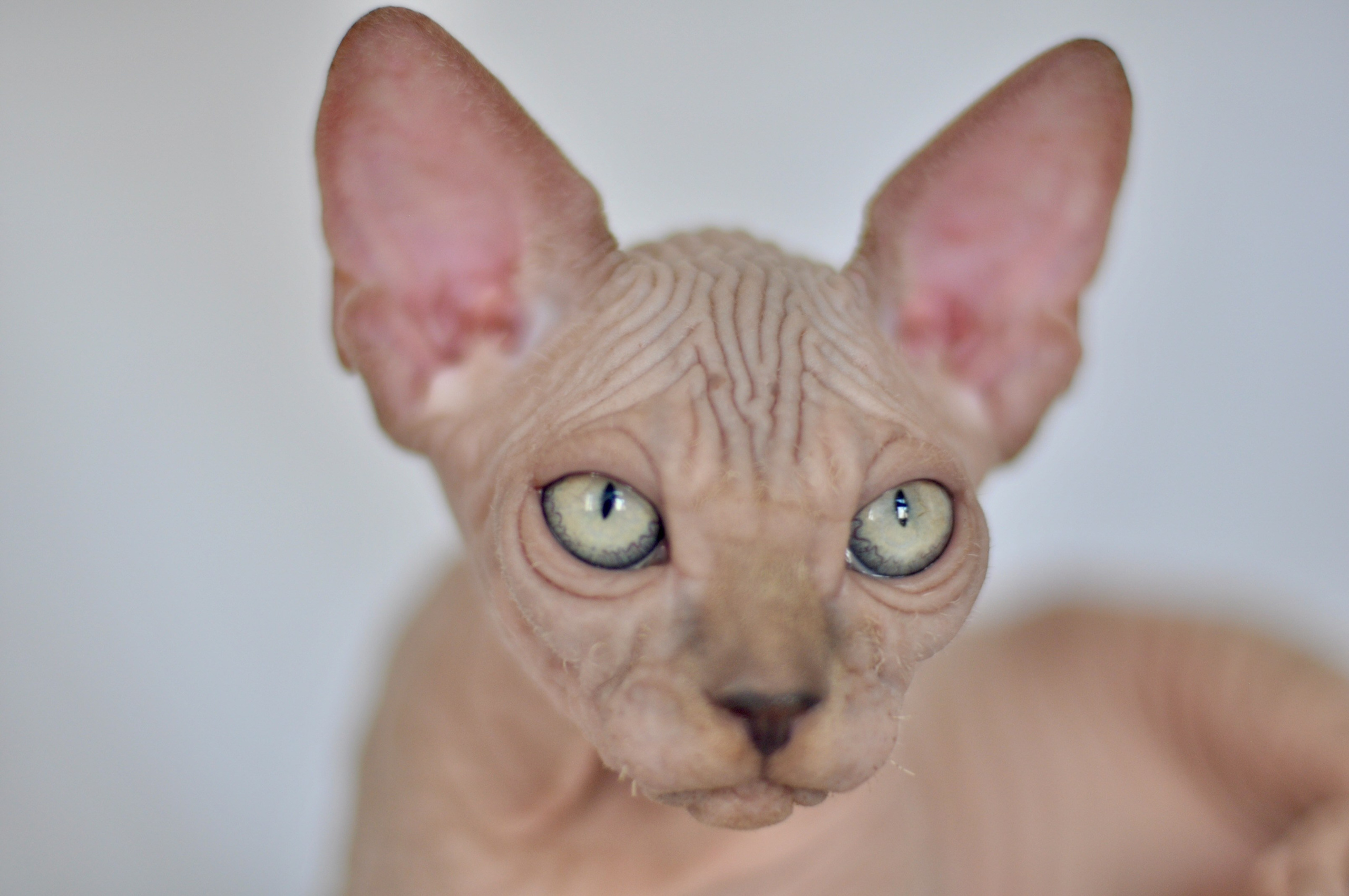 IGGY ♂ DOB 22/05/2026 AVAILABLE. Питомник Канадских Сфинксов MURVEL, город Лимассол, Кипр
