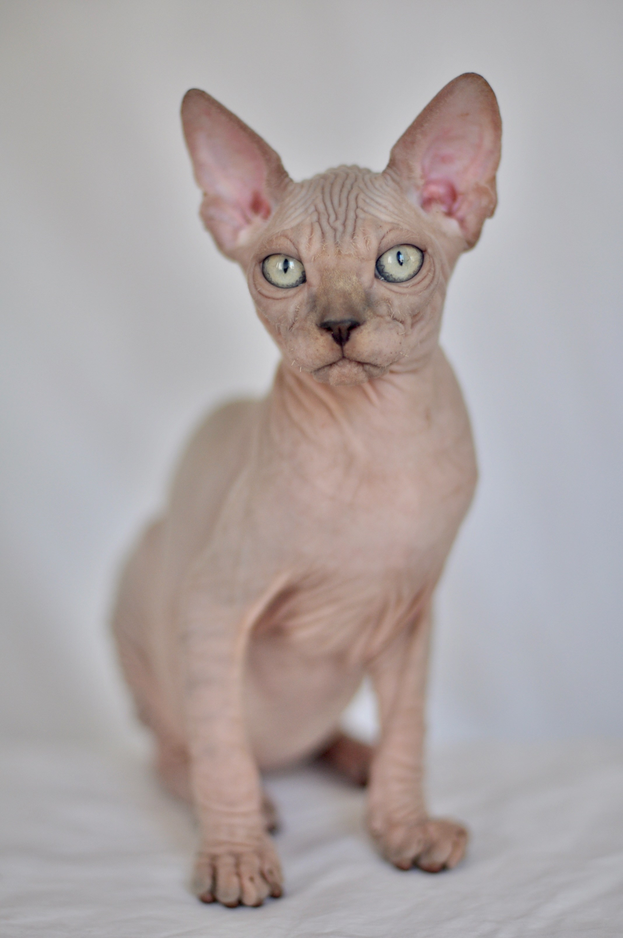 IGGY ♂ DOB 22/05/2026 AVAILABLE. Питомник Канадских Сфинксов MURVEL, город Лимассол, Кипр