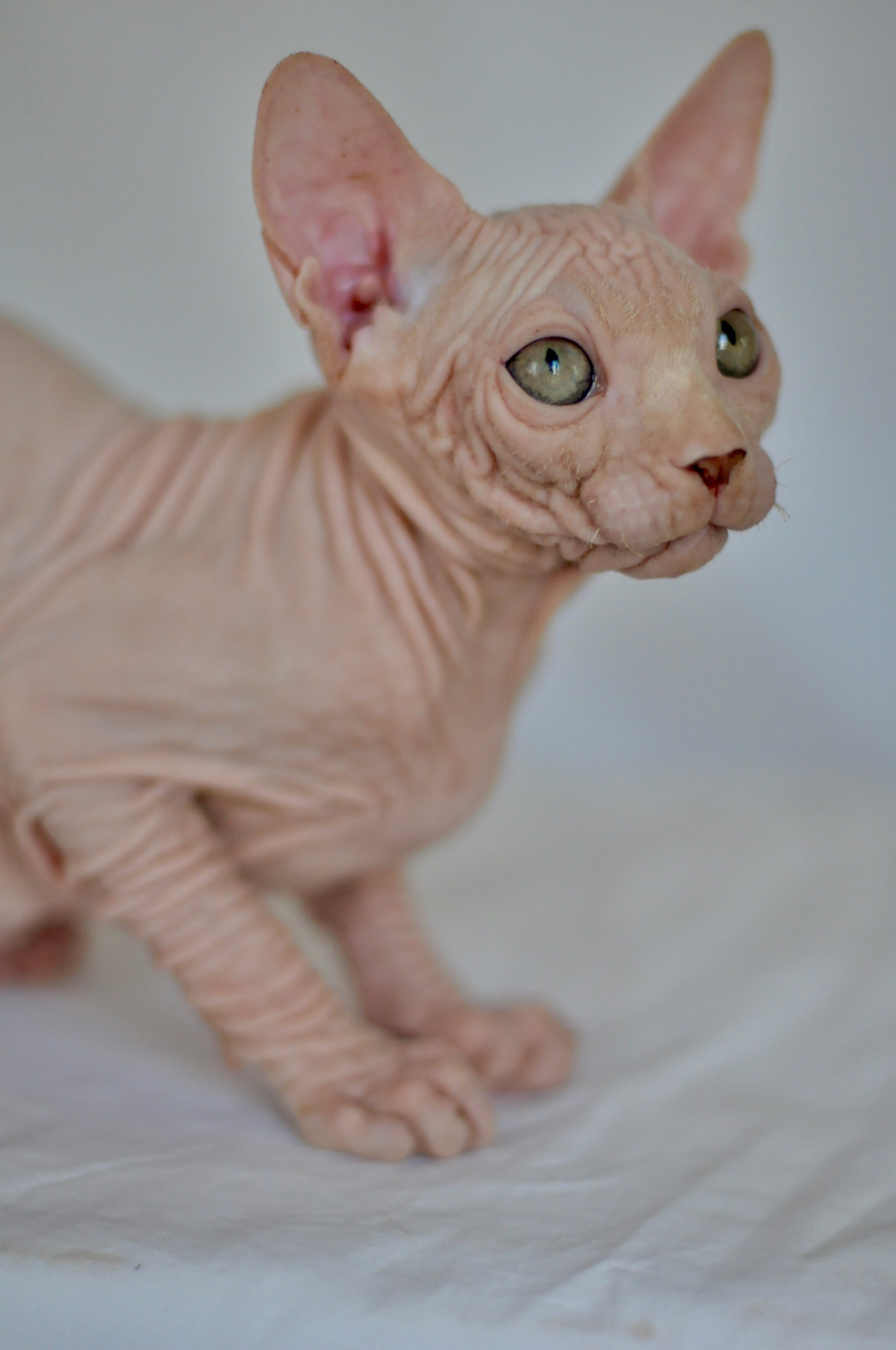 ICARUS ♂ DOB 22/05/2026 AVAILABLE. Питомник Канадских Сфинксов MURVEL, город Лимассол, Кипр