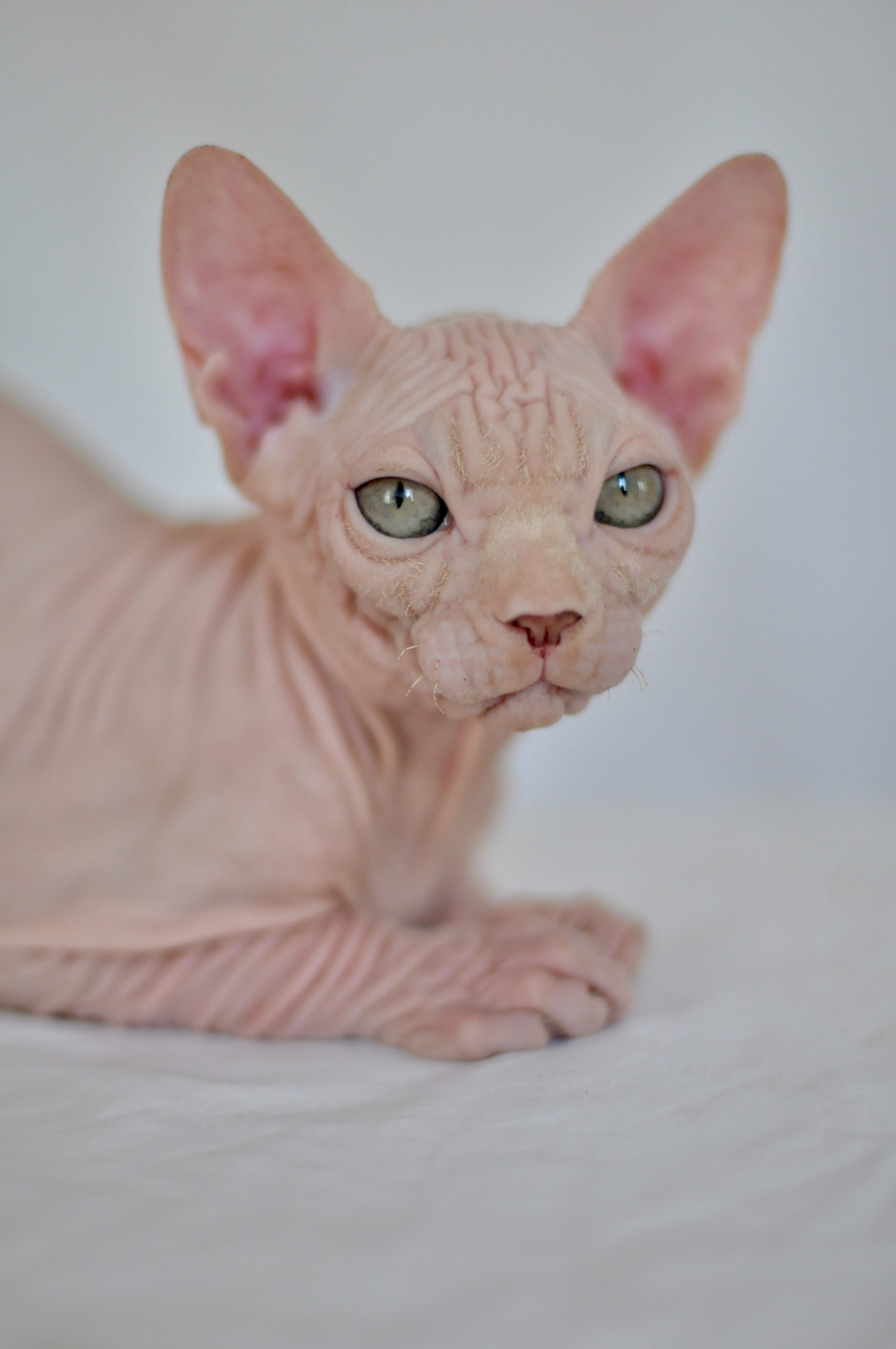 ICARUS ♂ DOB 22/05/2026 AVAILABLE. Питомник Канадских Сфинксов MURVEL, город Лимассол, Кипр