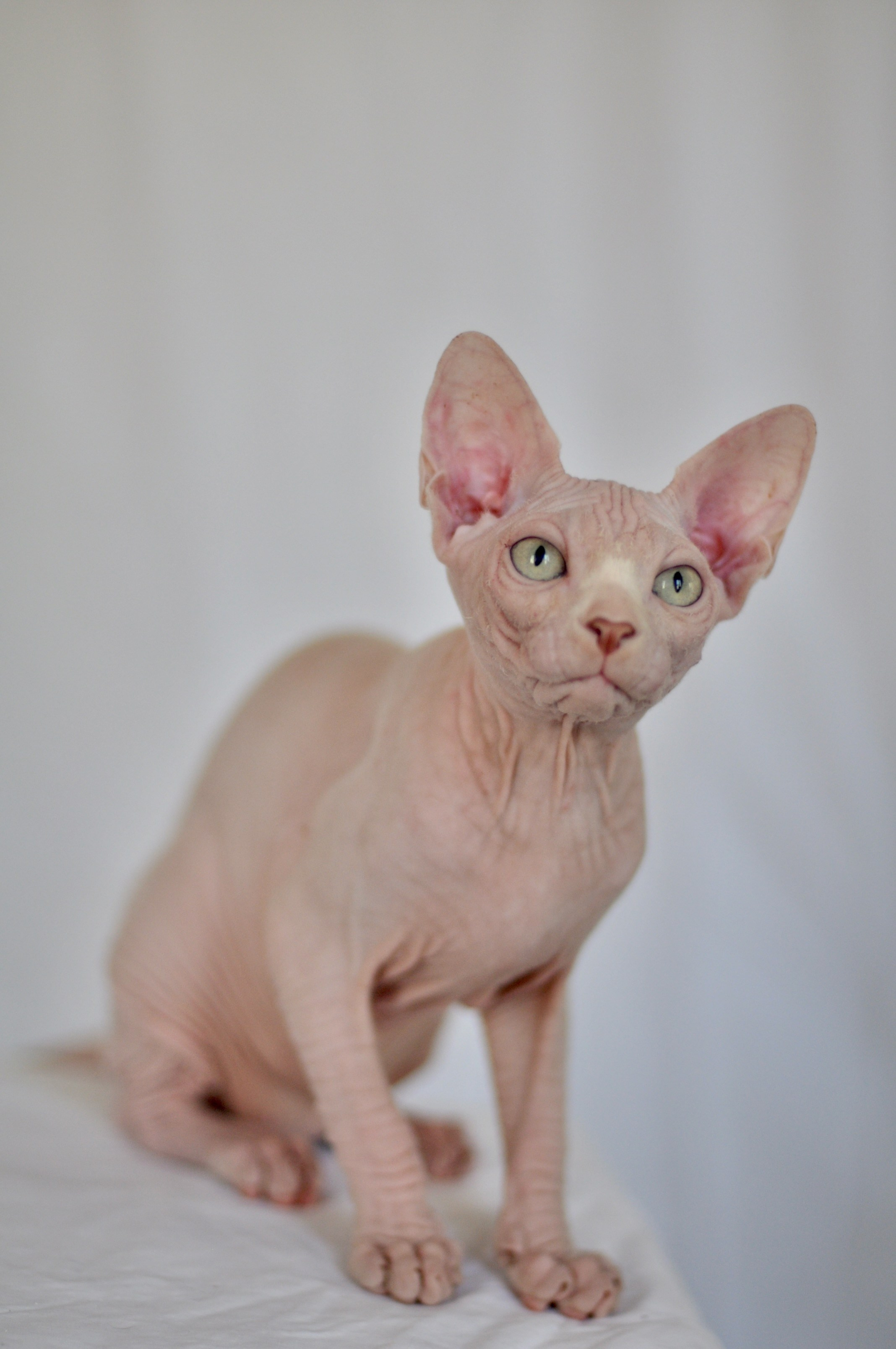 sphynx kittens Austria, Andorra, Belgium, Hungary, Greece, Denmark, Ireland, Iceland, Spain, Italy, Cyprus, Liechtenstein, Luxembourg, Malta, Monaco, Norway, Poland, Portugal, Romania, San Marino, North Macedonia, Serbia, Slovakia, Slovenia, Finland, France, Croatia, Montenegro, Czechia, Switzerland, Sweden