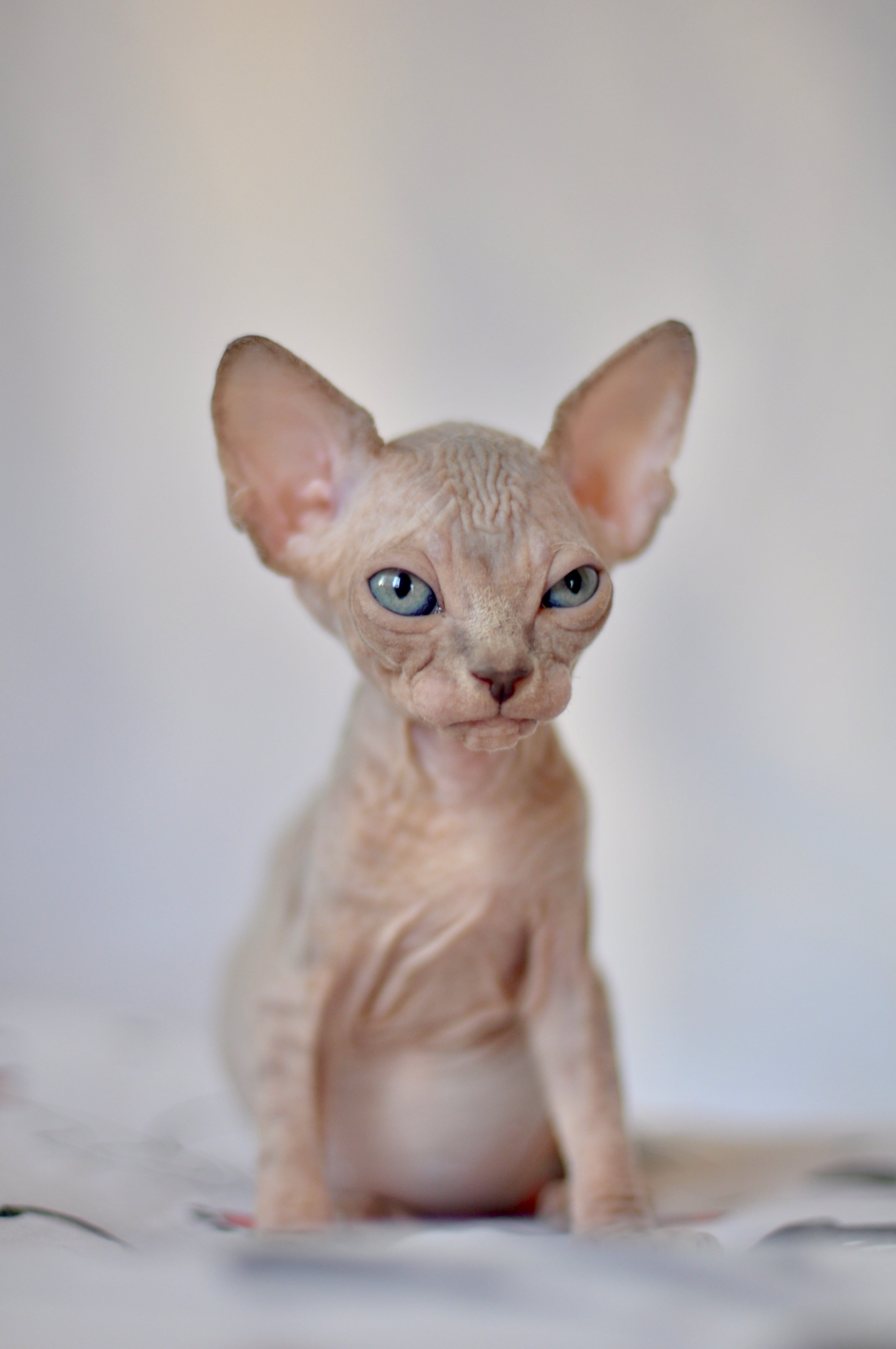 IGGY ♂ DOB 22/05/2026 AVAILABLE. Питомник Канадских Сфинксов MURVEL, город Лимассол, Кипр