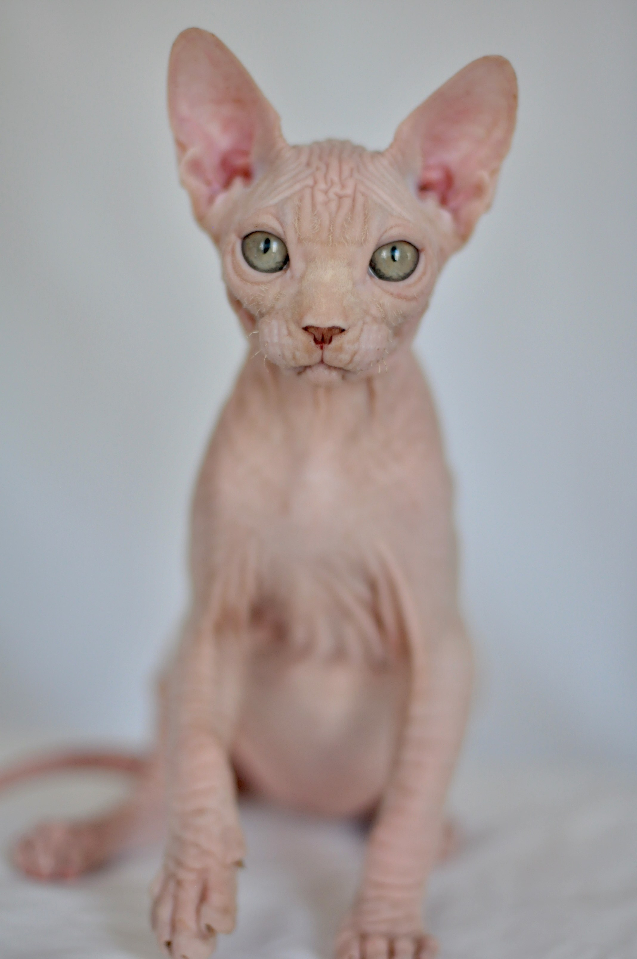 ICARUS ♂ DOB 22/05/2026 AVAILABLE. Питомник Канадских Сфинксов MURVEL, город Лимассол, Кипр