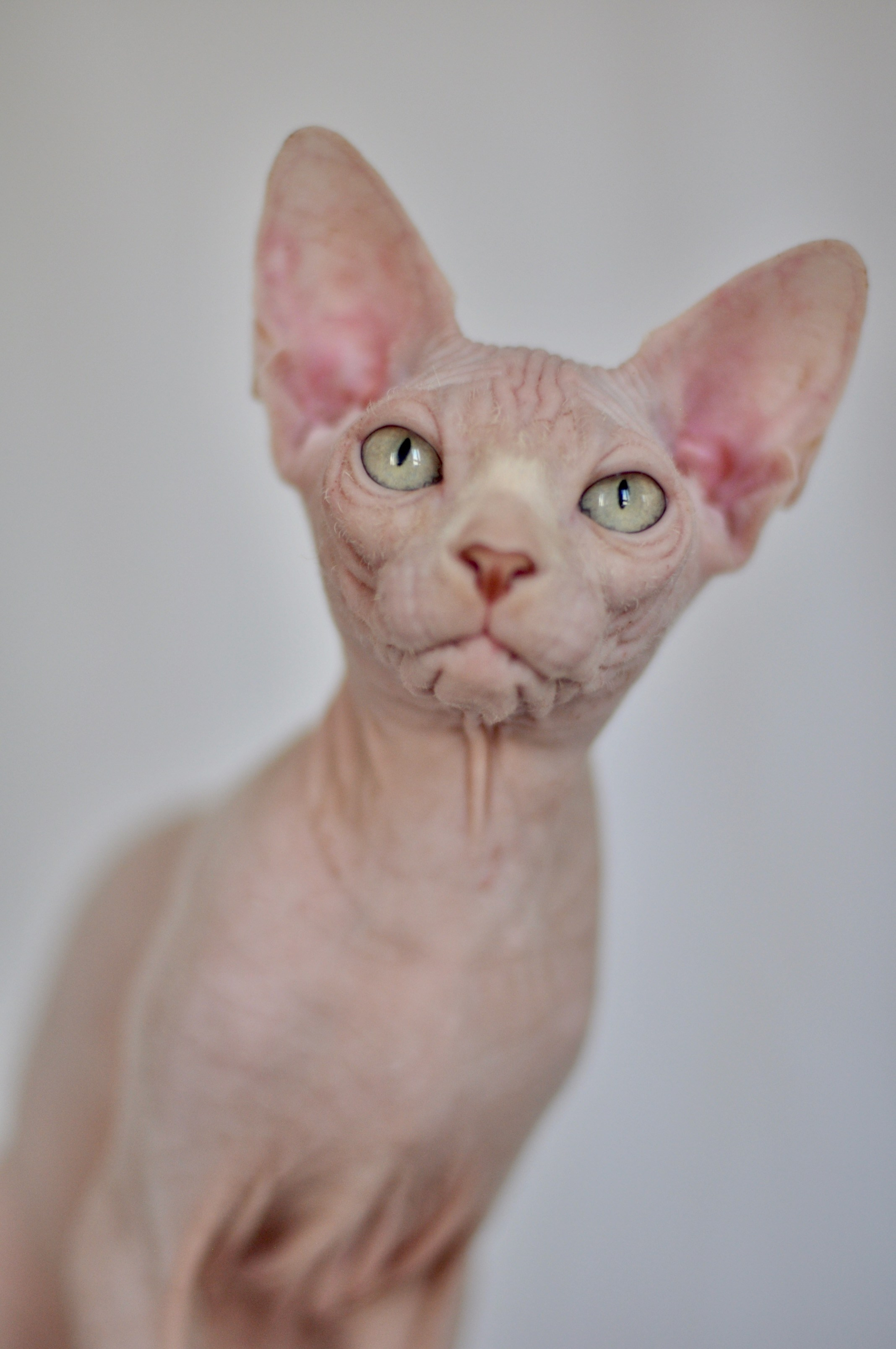 Canadian Sphynx kitten available for reservation in Europe from Murvel cattery
