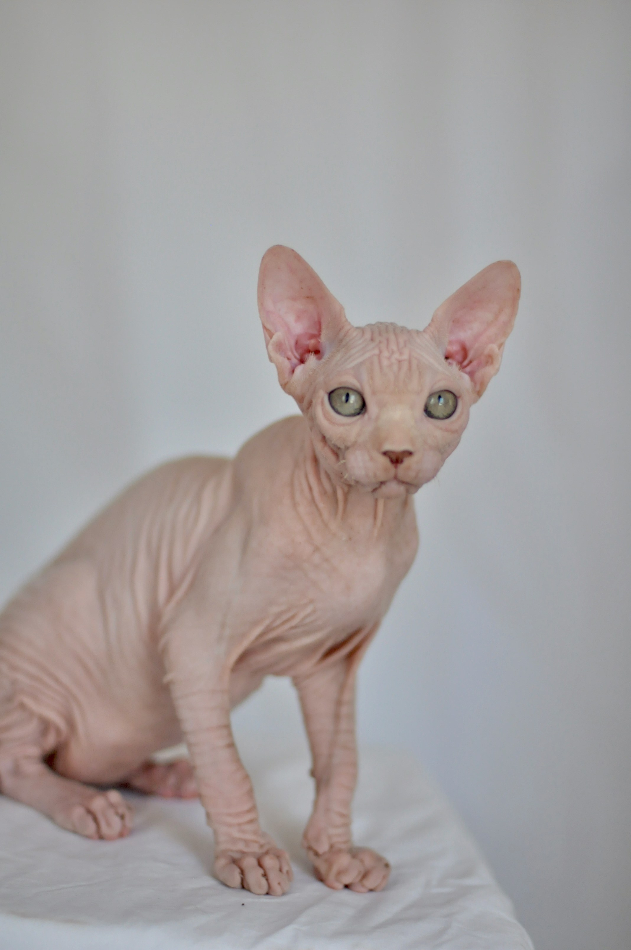 ICARUS ♂ DOB 22/05/2026 AVAILABLE. Питомник Канадских Сфинксов MURVEL, город Лимассол, Кипр
