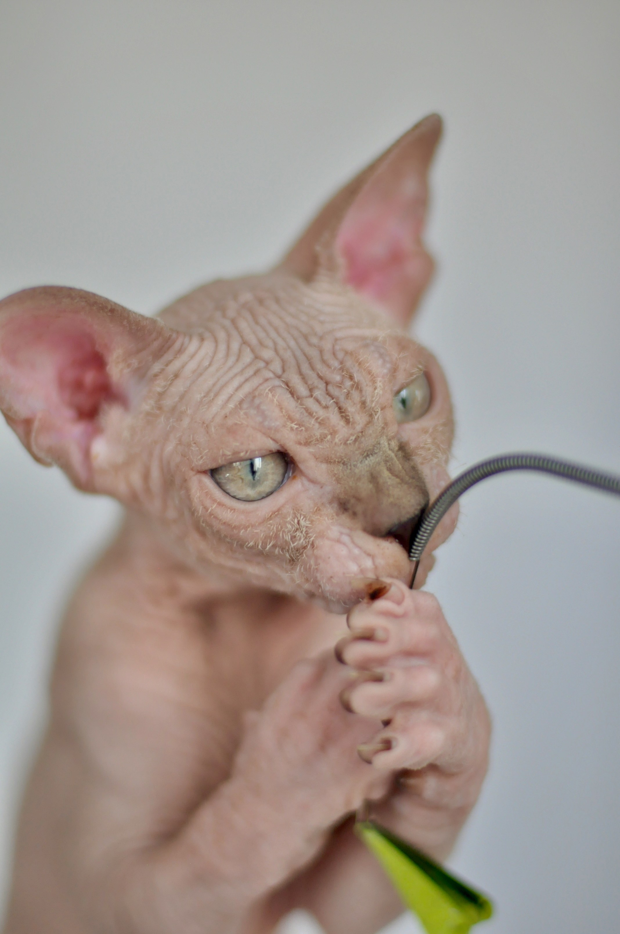 sphynx kitten Cyprus