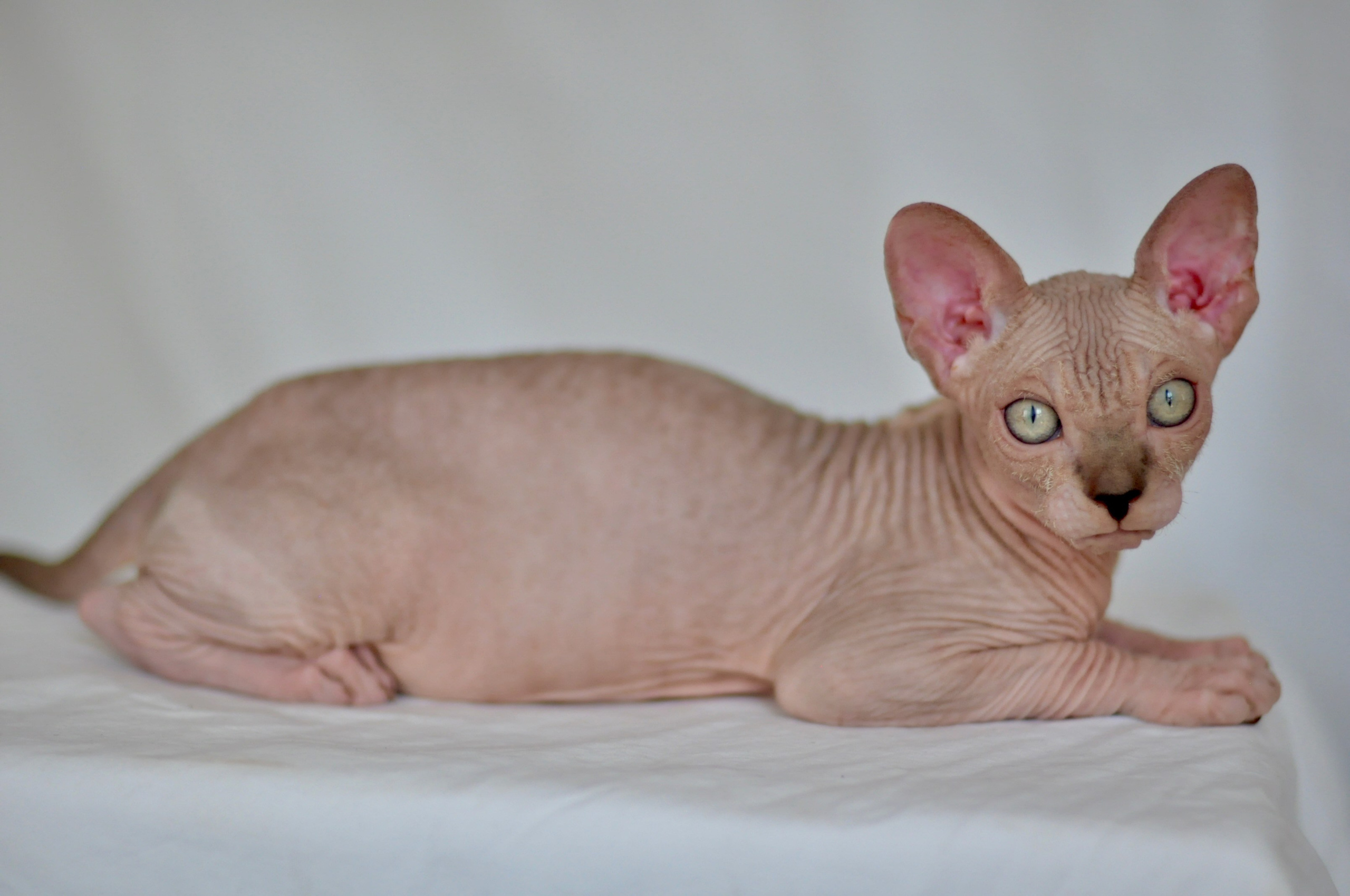 sphynx kitten Cyprus