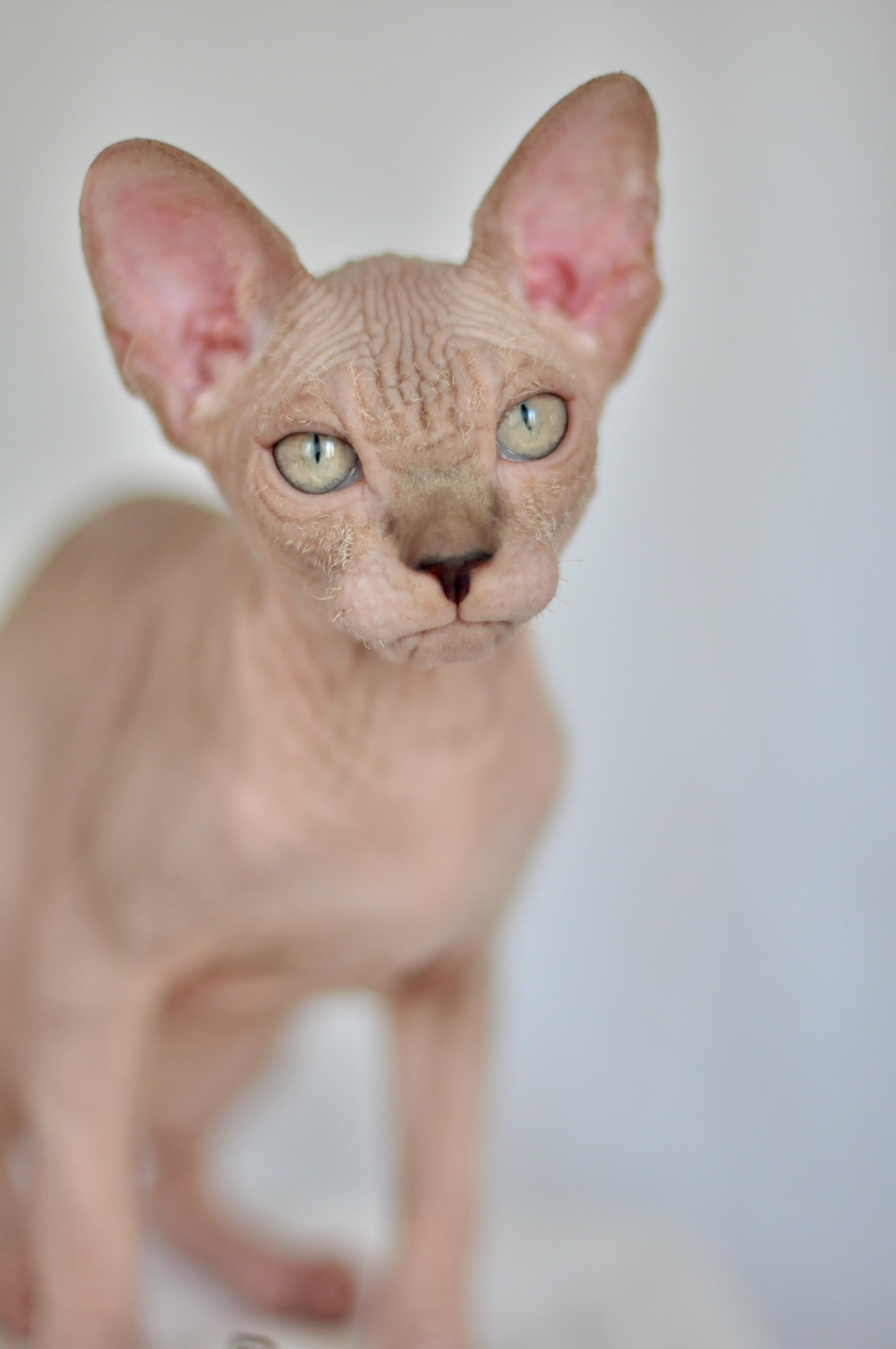 sphynx kitten Cyprus