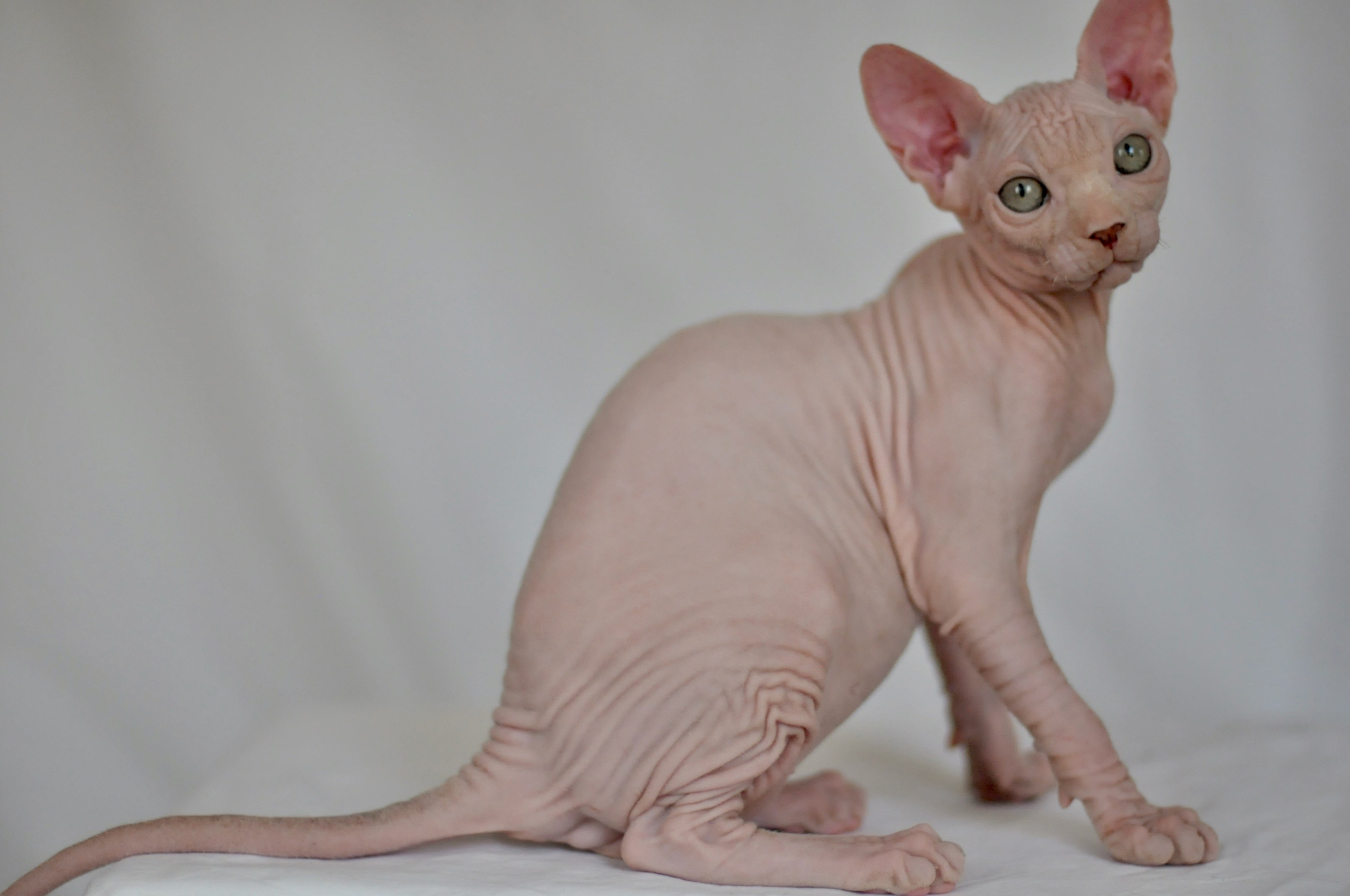 ICARUS ♂ DOB 22/05/2026 AVAILABLE. Питомник Канадских Сфинксов MURVEL, город Лимассол, Кипр