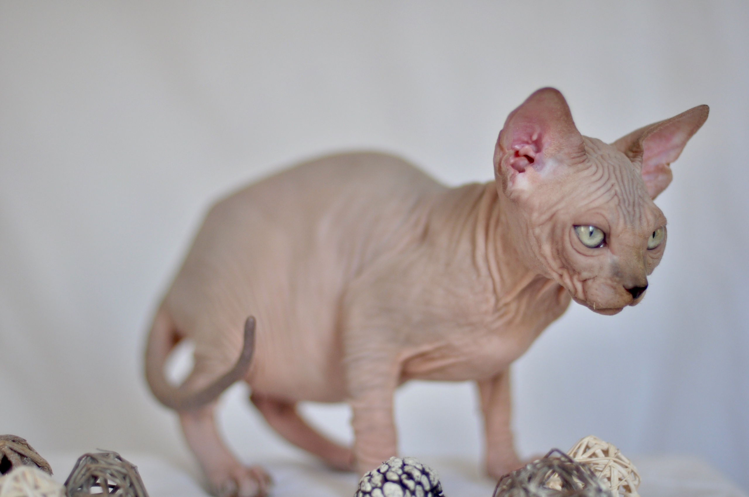 IGGY ♂ DOB 22/05/2026 AVAILABLE. Питомник Канадских Сфинксов MURVEL, город Лимассол, Кипр