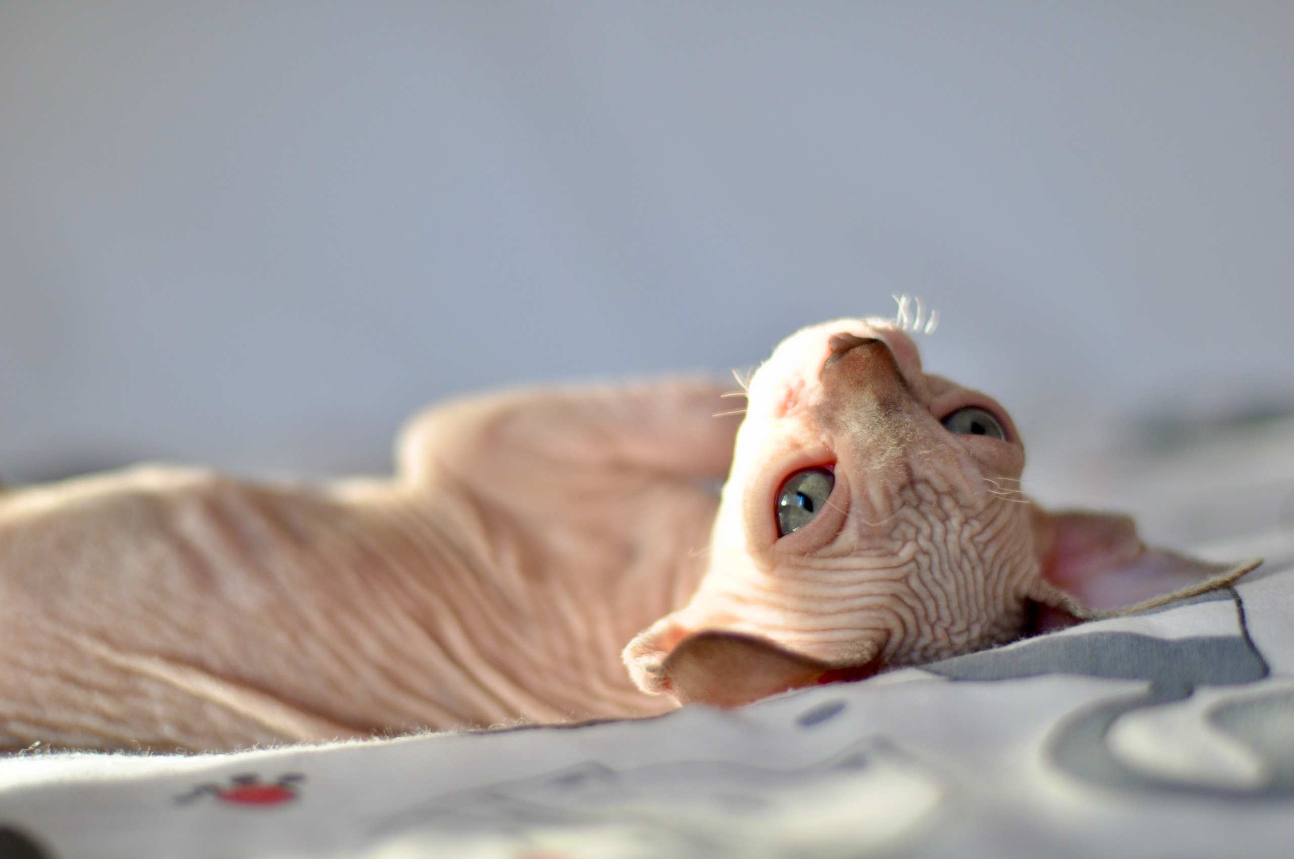sphynx kitten Cyprus