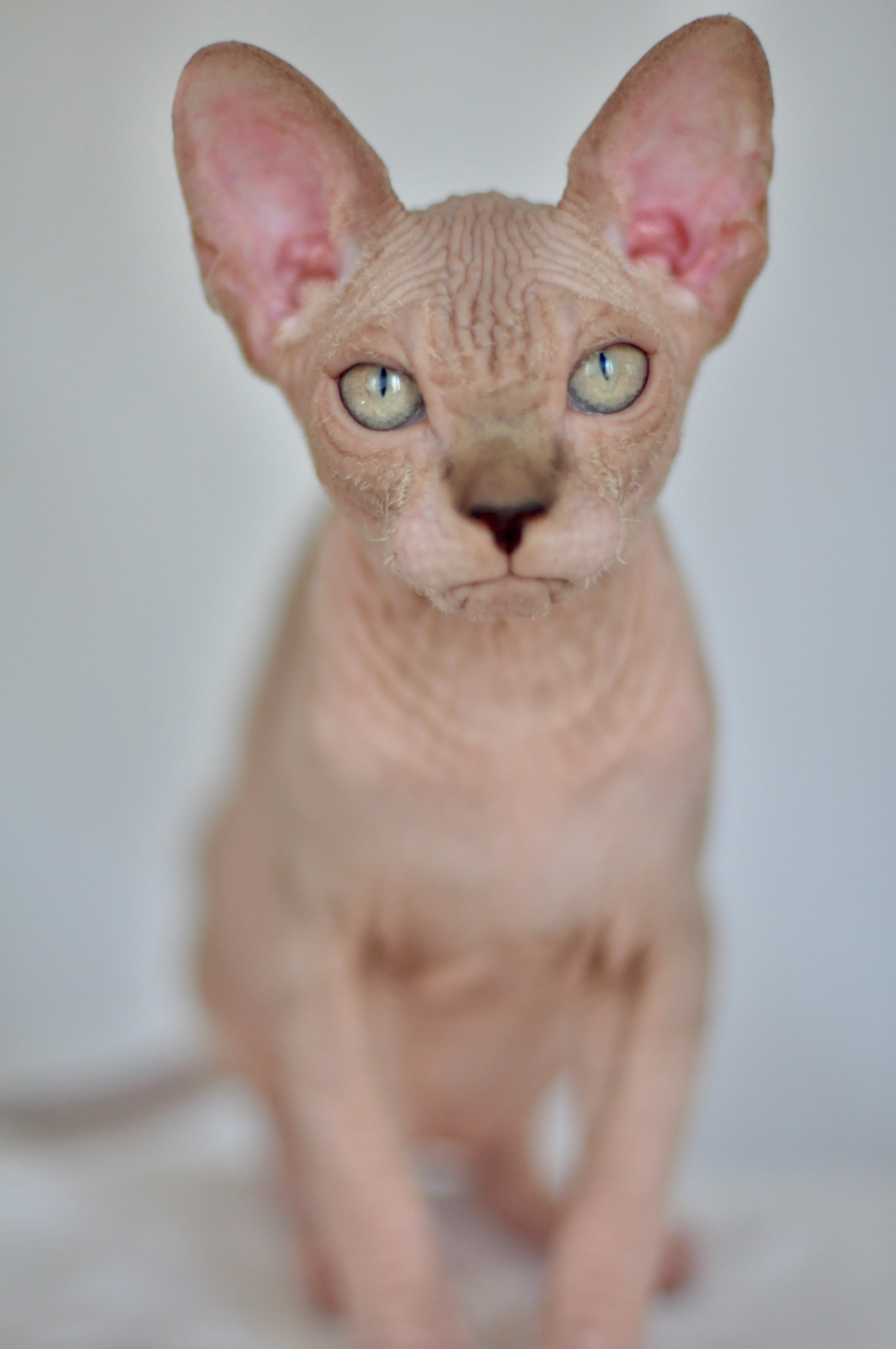 sphynx kitten Cyprus