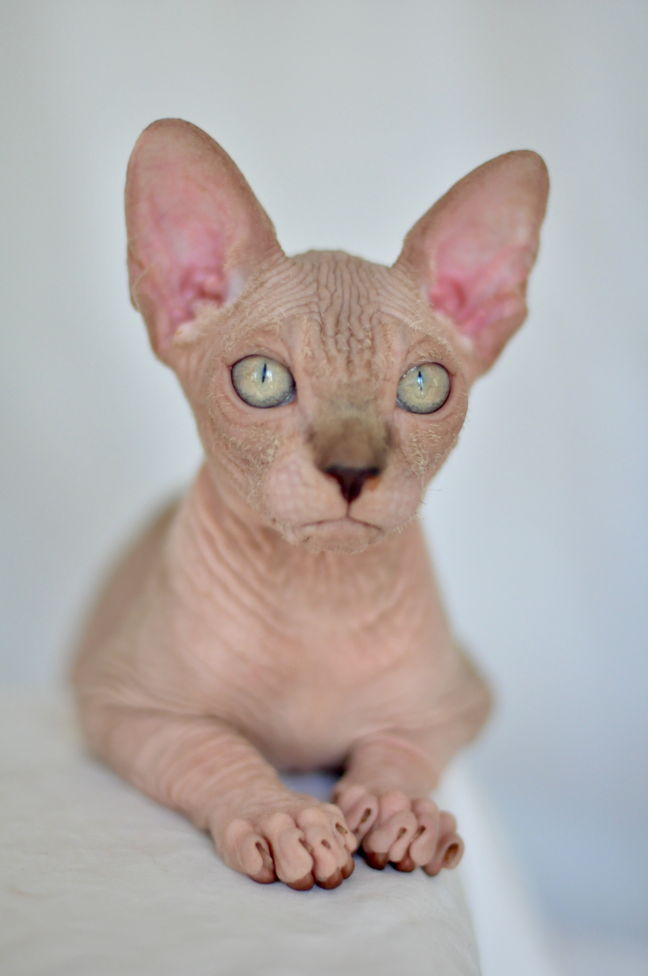 sphynx kitten Cyprus