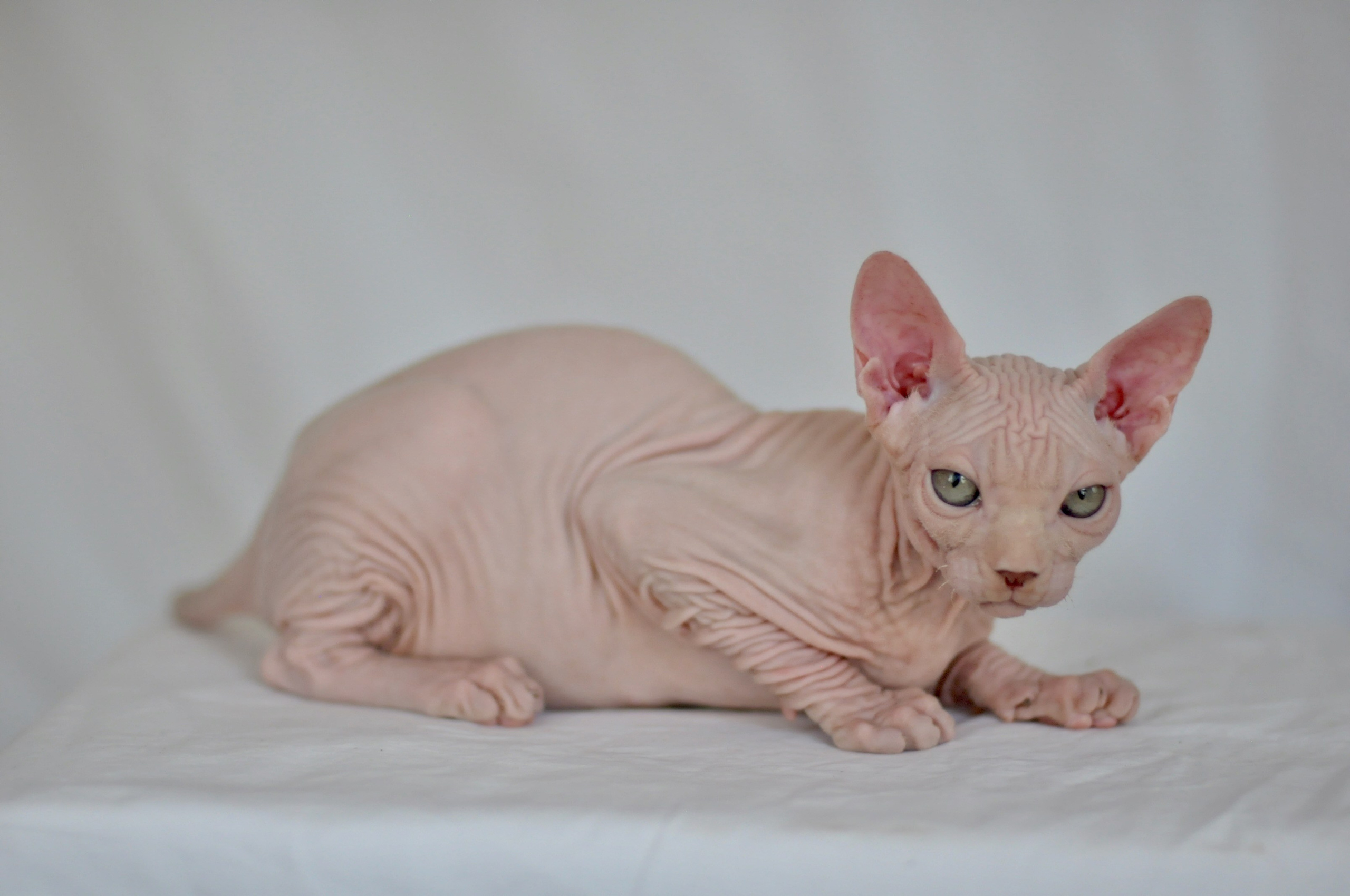 ICARUS ♂ DOB 22/05/2026 AVAILABLE. Питомник Канадских Сфинксов MURVEL, город Лимассол, Кипр
