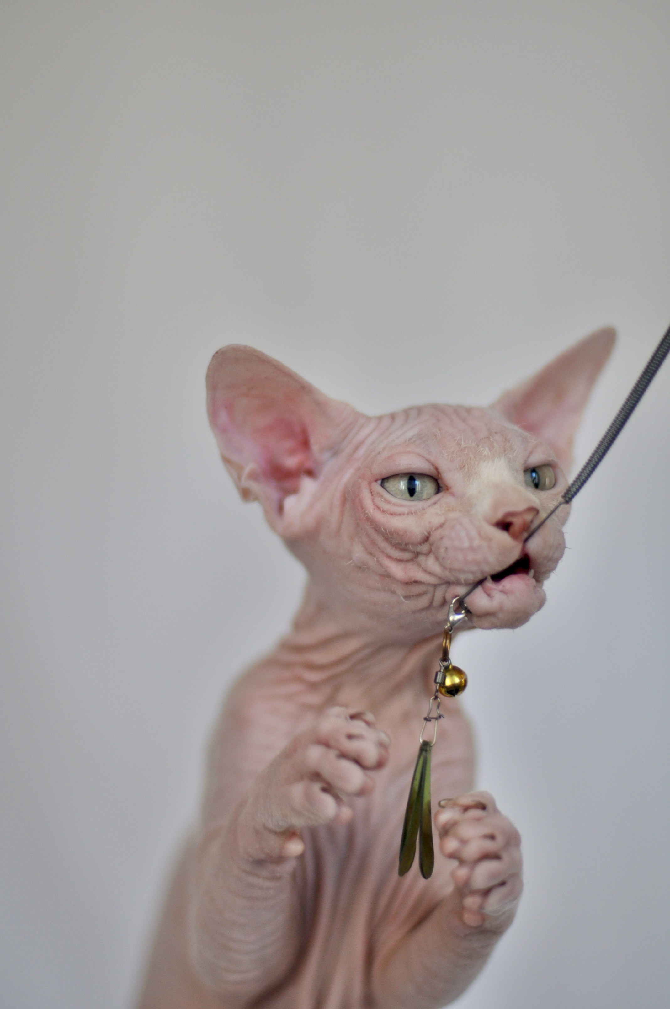 sphynx kittens London, Manchester, Birmingham, Liverpool, Leeds, Edinburgh, Glasgow, Bristol