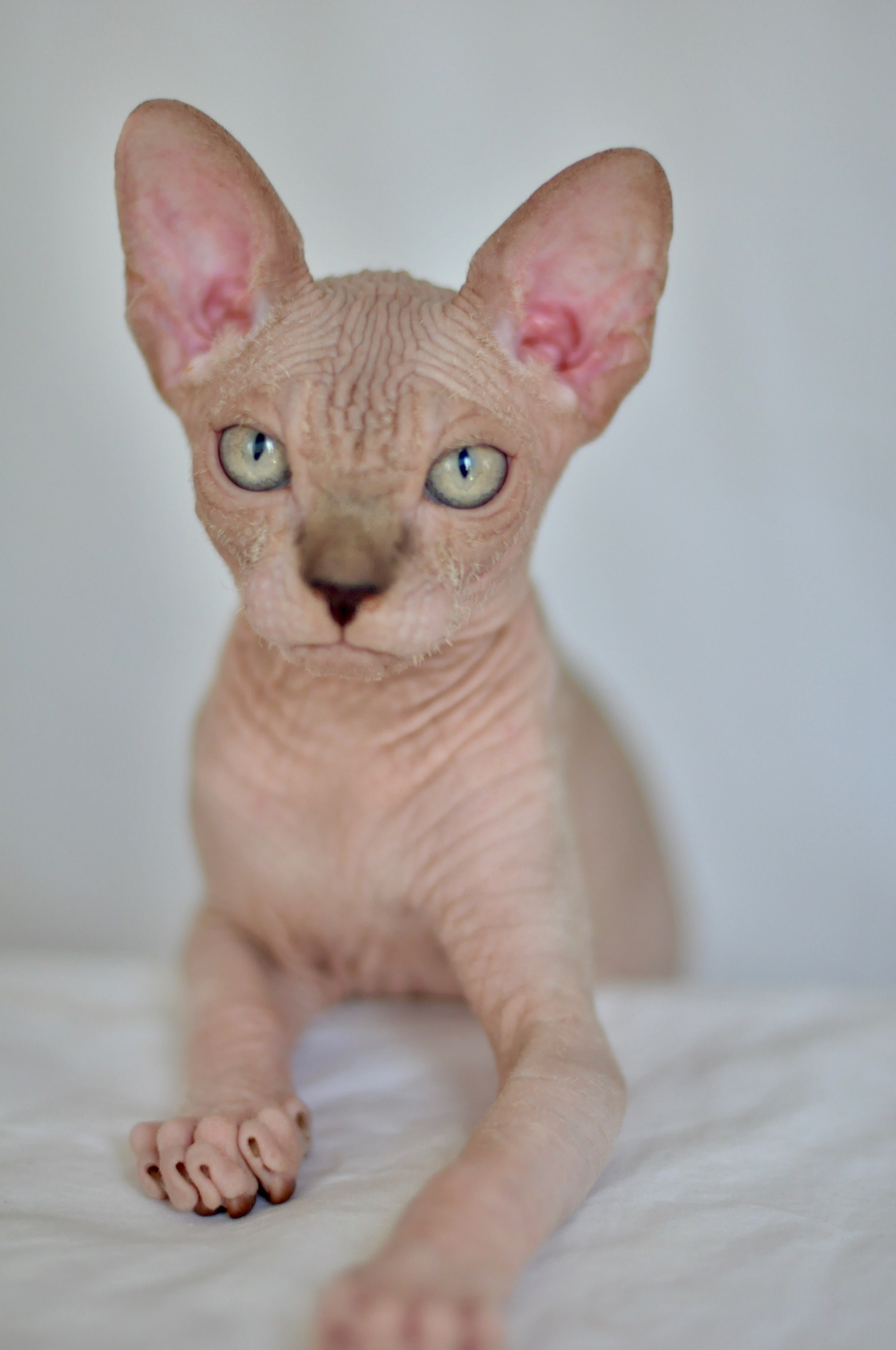 sphynx kitten Cyprus