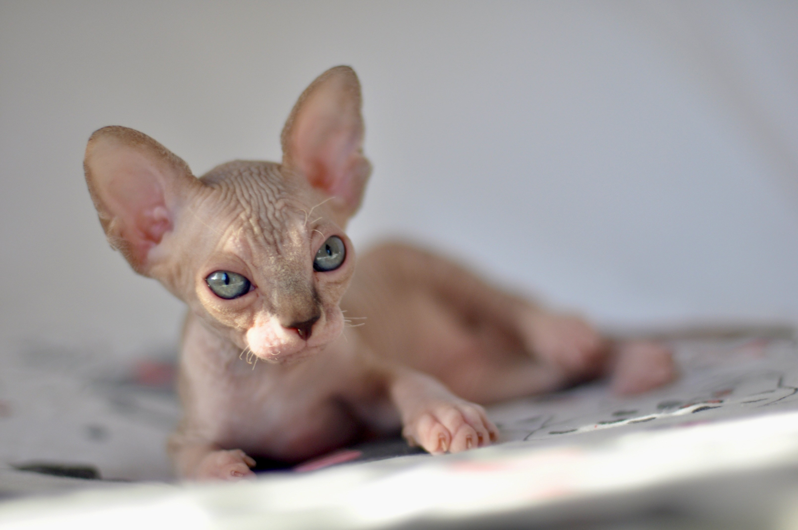 sphynx kitten Cyprus