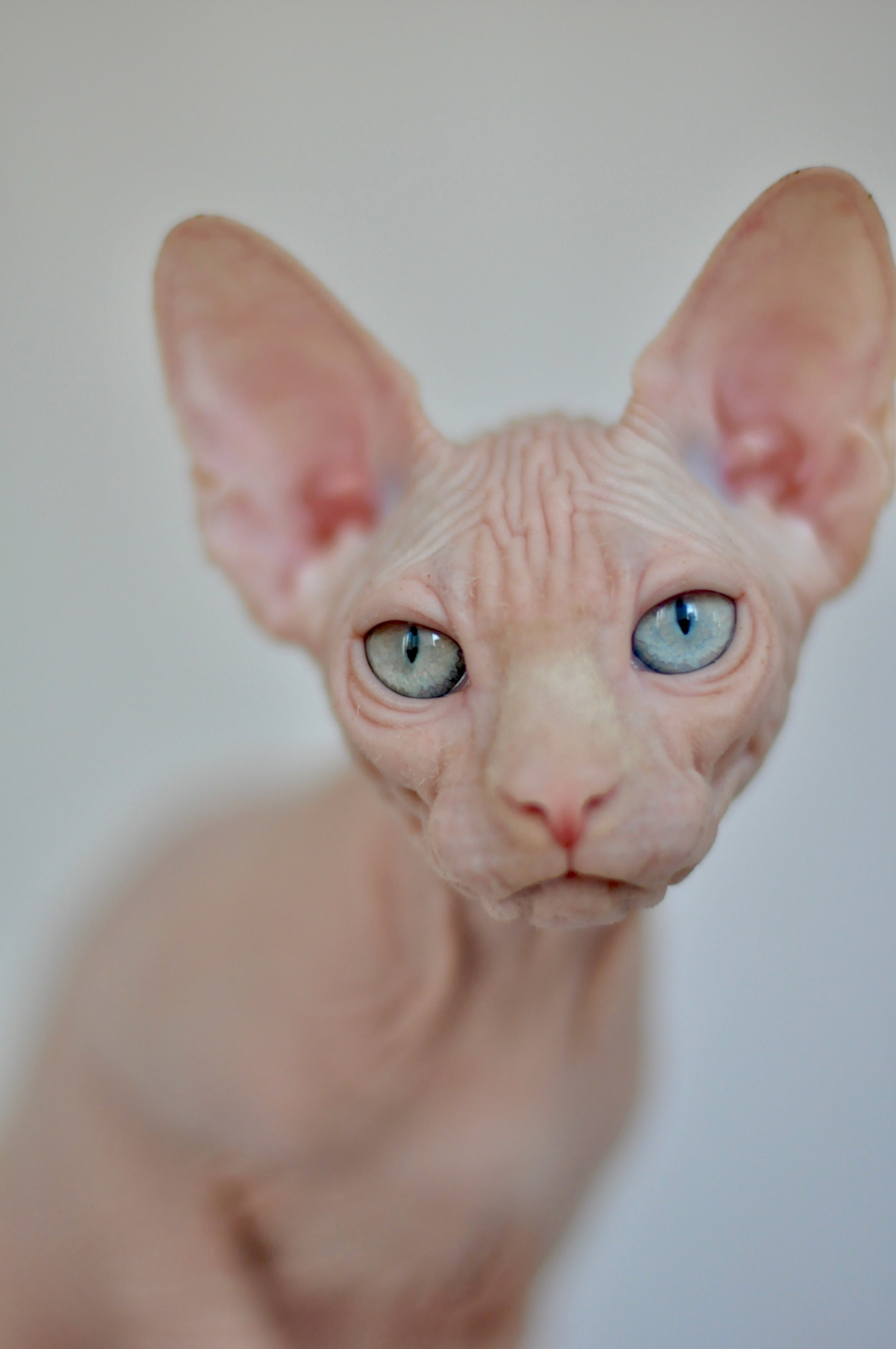 ISLA (ODD EYED) ♀️ DOB 22/05/2026 AVAILABLE. Питомник Канадских Сфинксов MURVEL, город Лимассол, Кипр