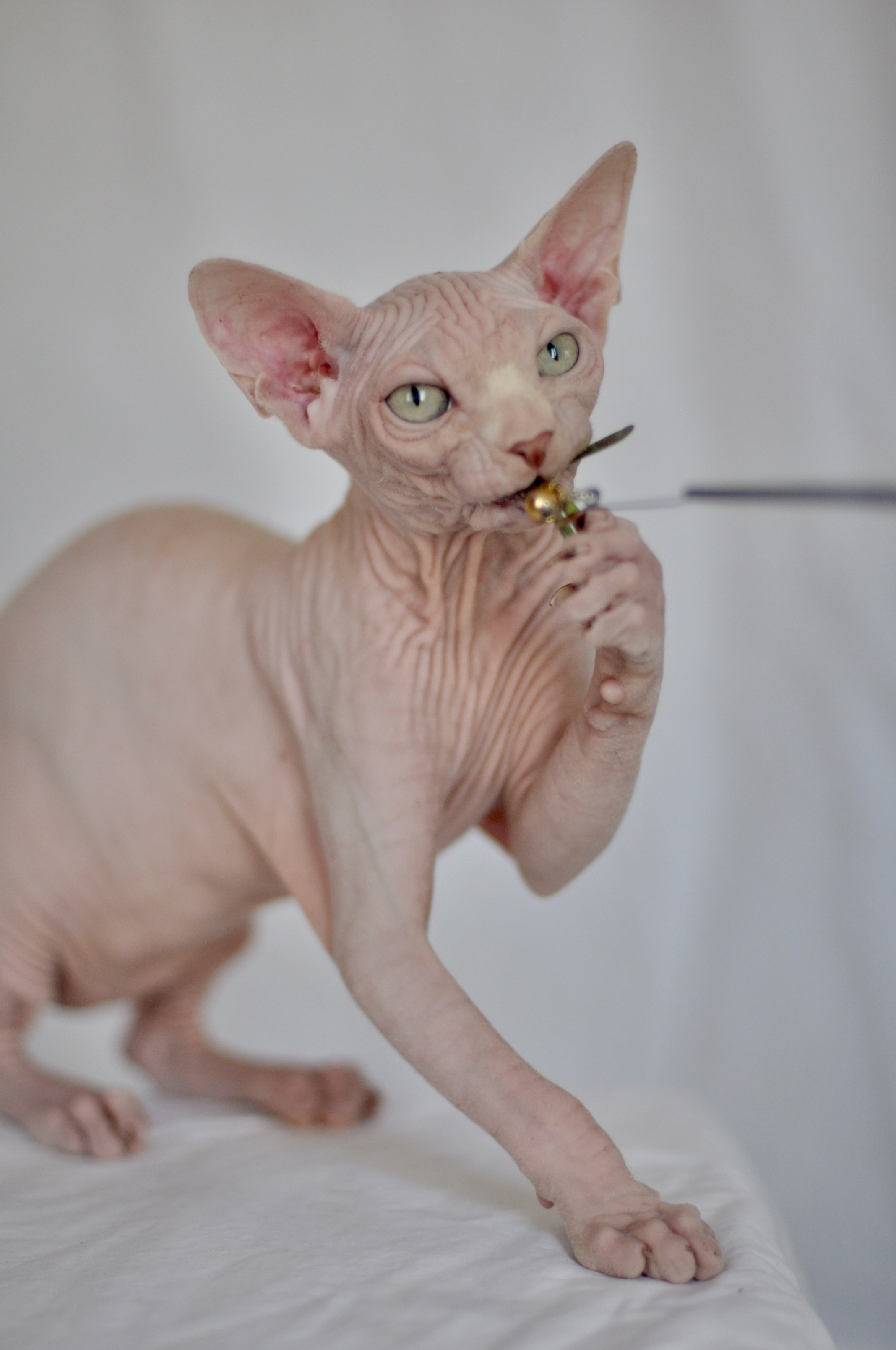 sphynx cattery cyprus, sphynx kittens, sphynx kittens europe, sphynx kittens cyprus, sphynx kittens Limassol, sphynx kittens for sale