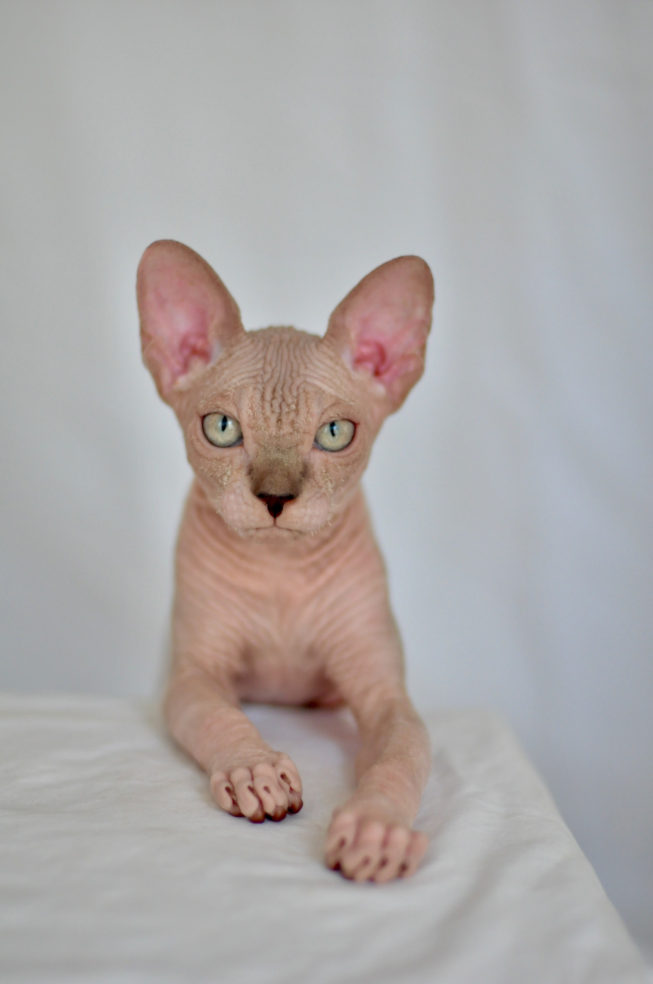 sphynx kitten Cyprus