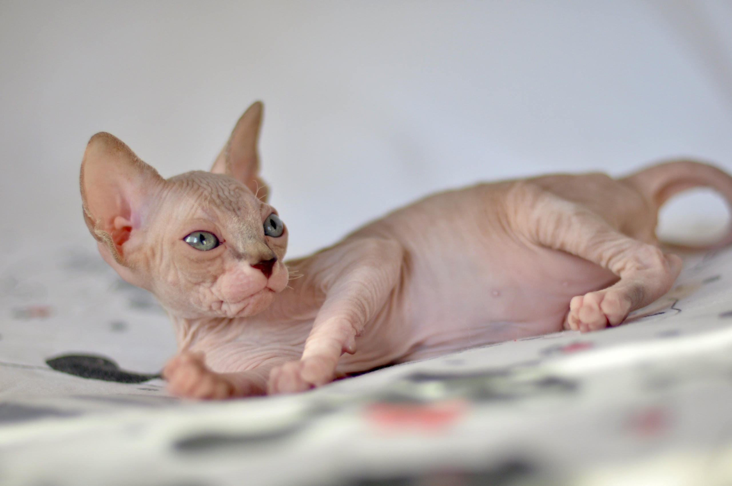 sphynx kitten Cyprus