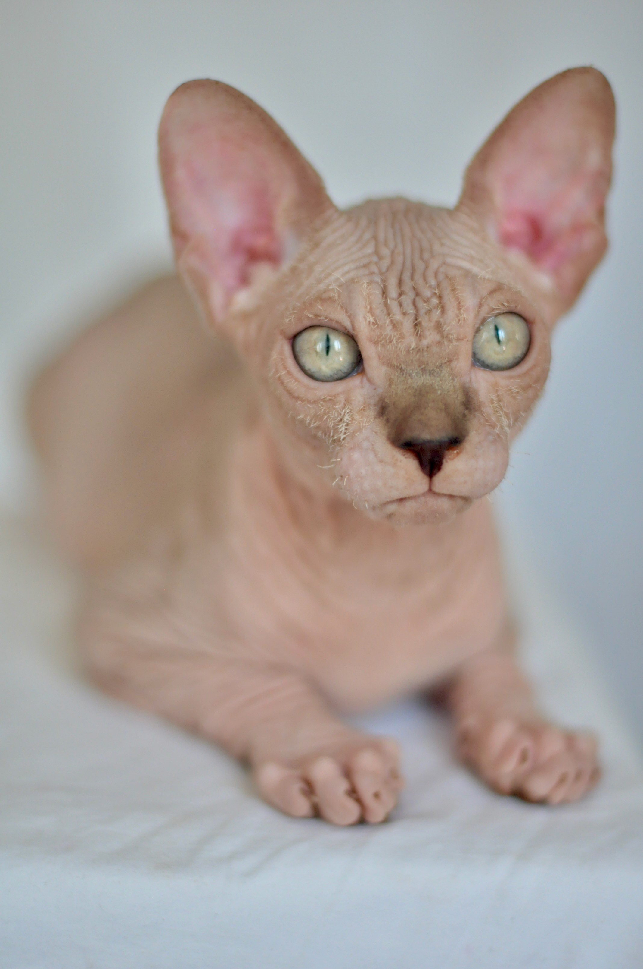 sphynx kitten Cyprus