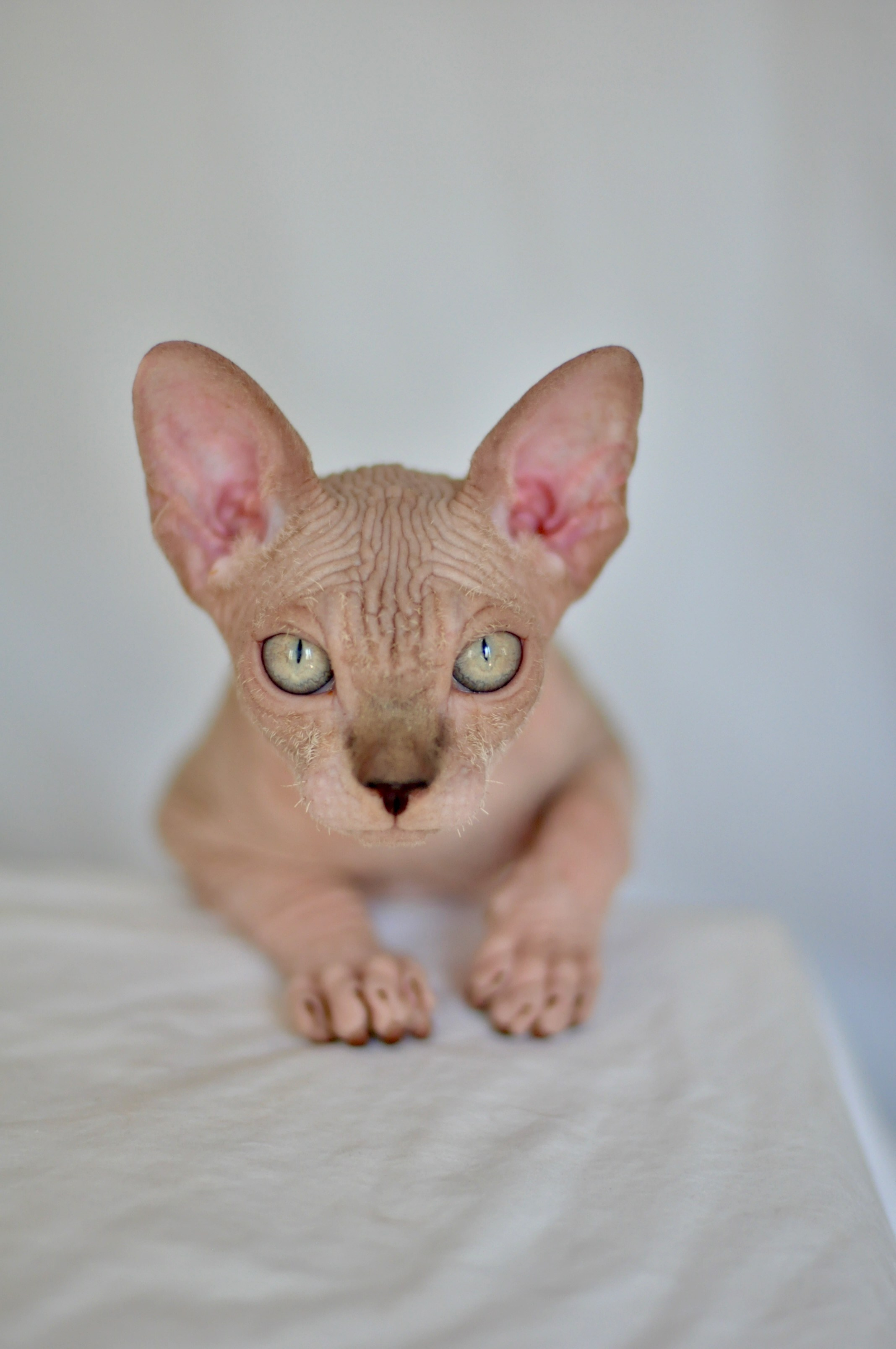 sphynx kitten Cyprus