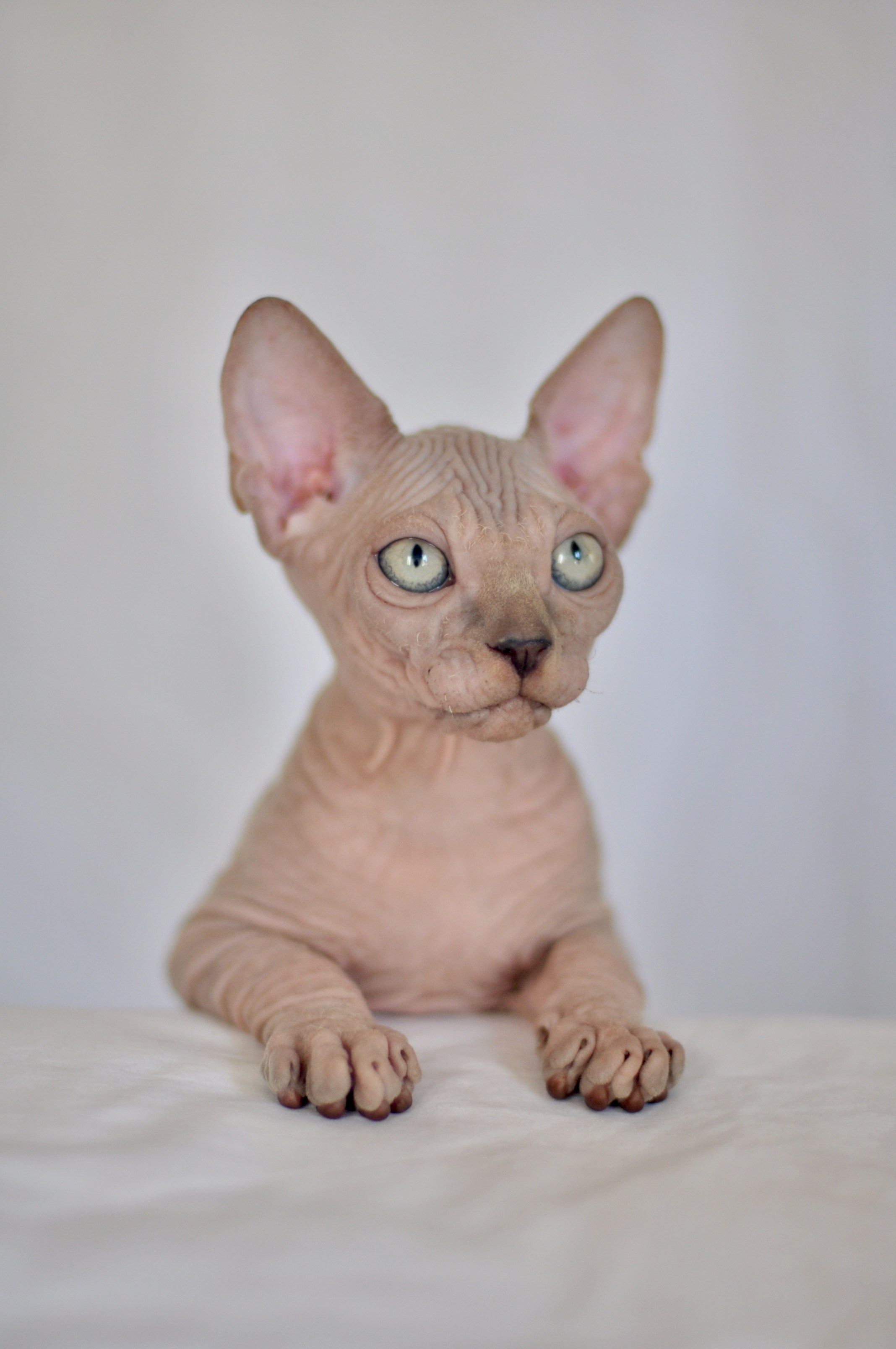 IGGY ♂ DOB 22/05/2026 AVAILABLE. Питомник Канадских Сфинксов MURVEL, город Лимассол, Кипр