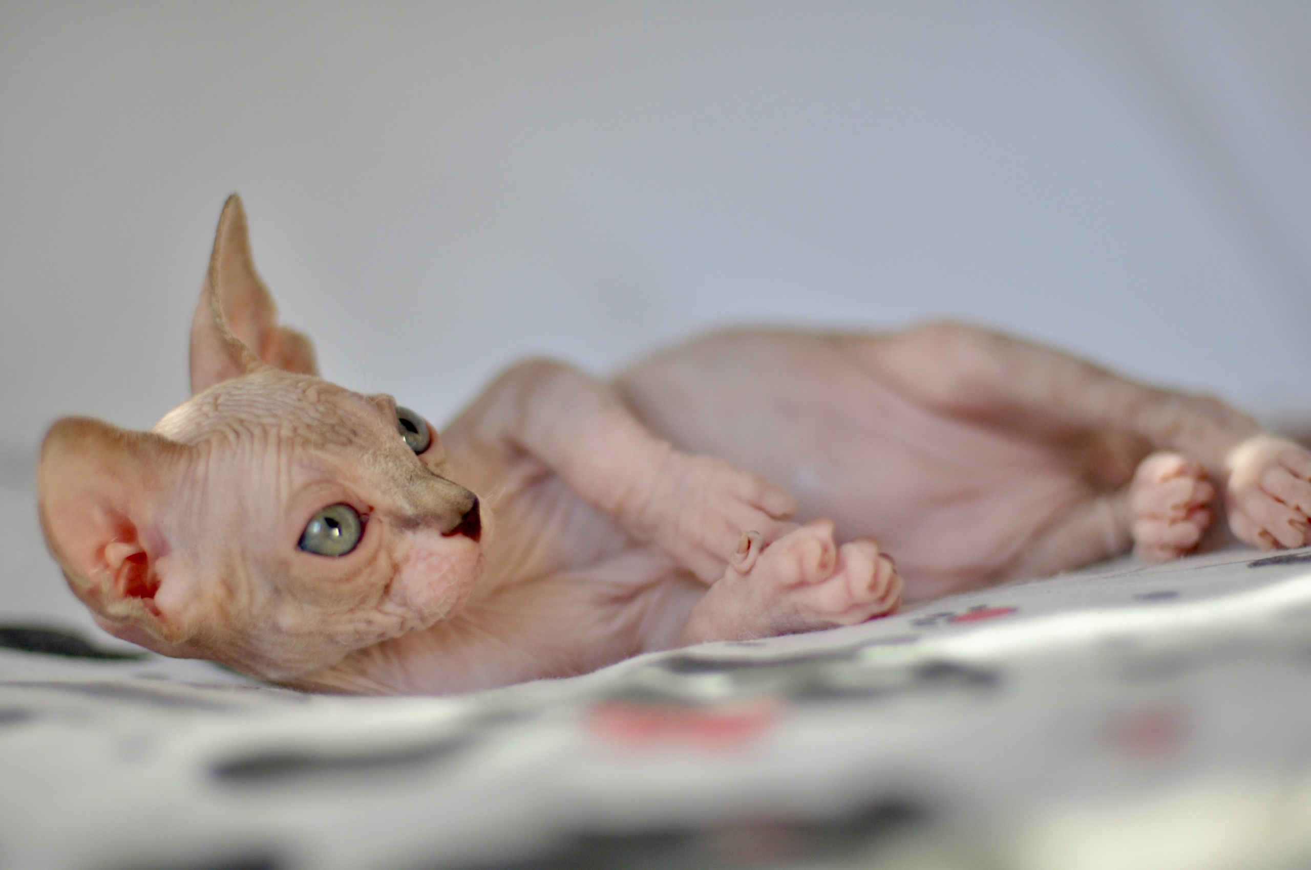 sphynx kitten Cyprus
