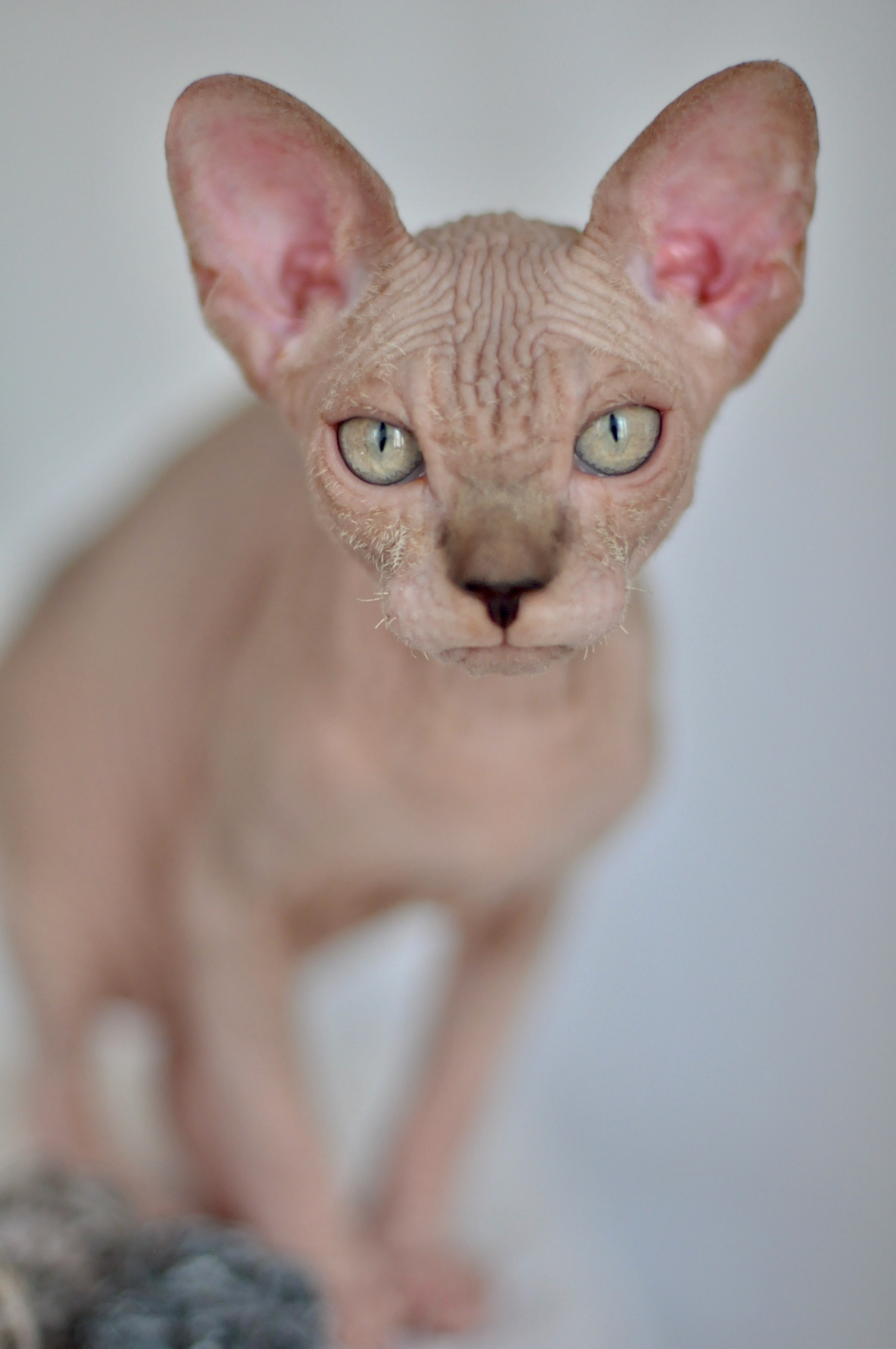 sphynx kitten Cyprus