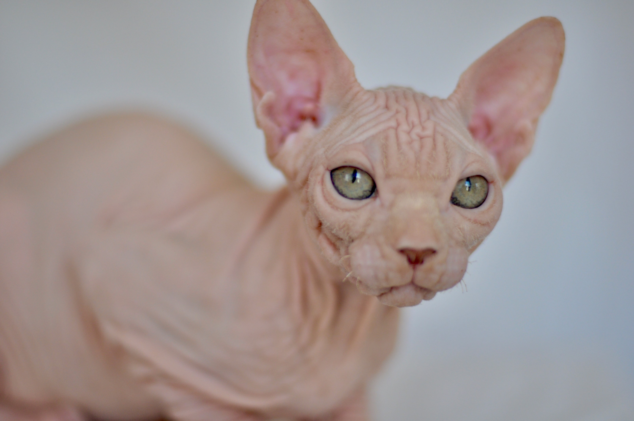 ICARUS ♂ DOB 22/05/2026 AVAILABLE. Питомник Канадских Сфинксов MURVEL, город Лимассол, Кипр