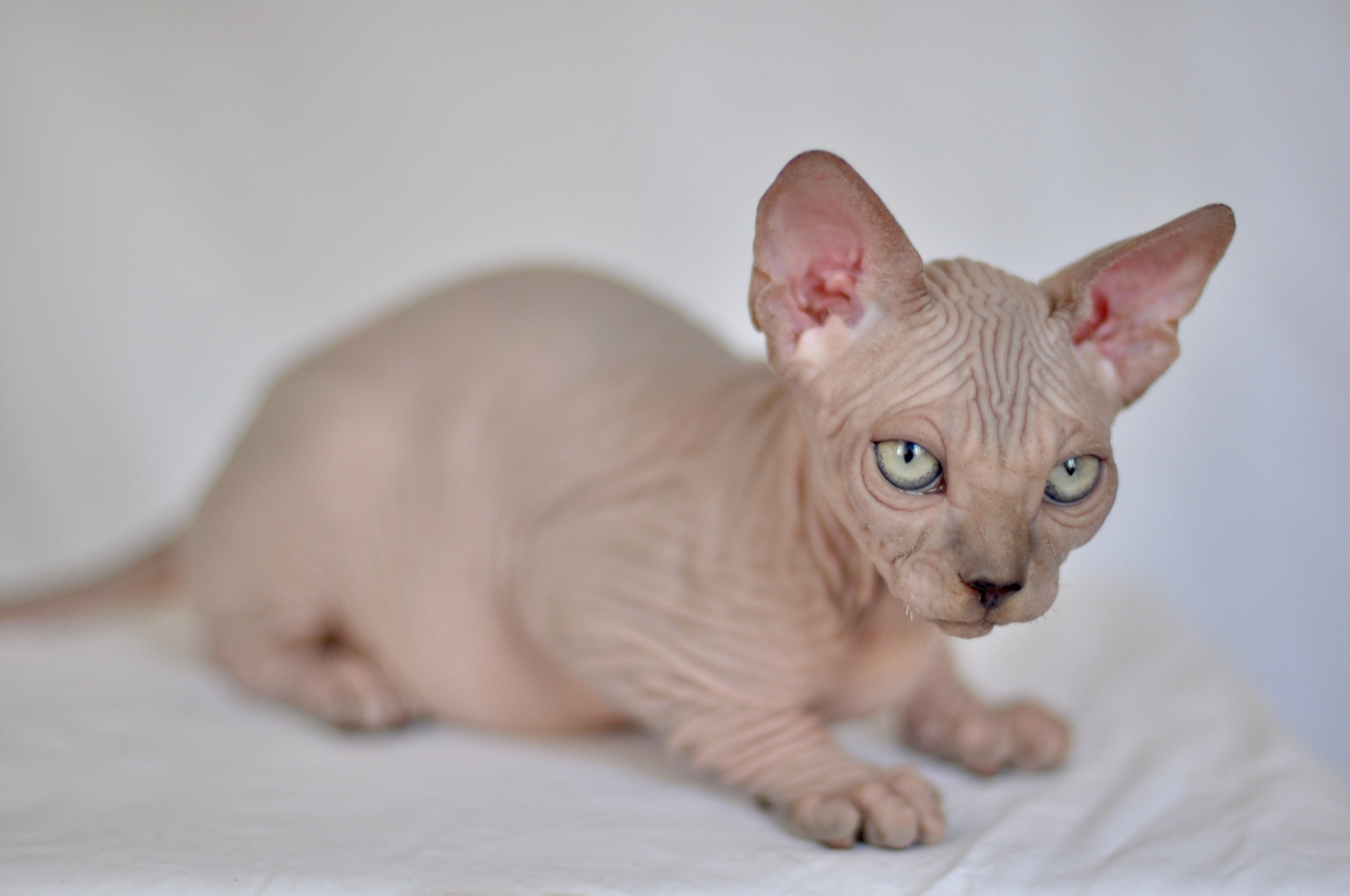 IGGY ♂ DOB 22/05/2026 AVAILABLE. Питомник Канадских Сфинксов MURVEL, город Лимассол, Кипр