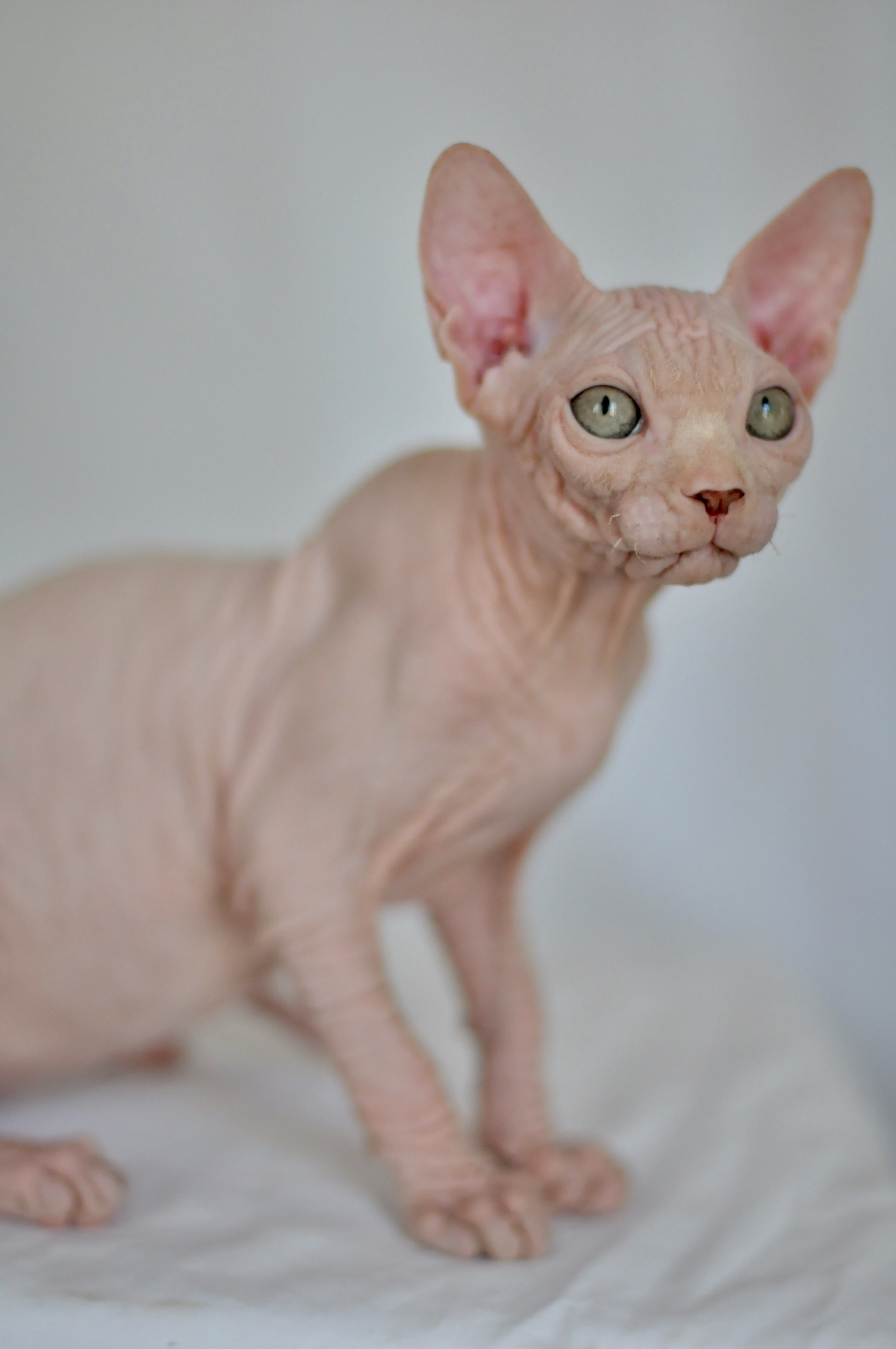 ICARUS ♂ DOB 22/05/2026 AVAILABLE. Питомник Канадских Сфинксов MURVEL, город Лимассол, Кипр