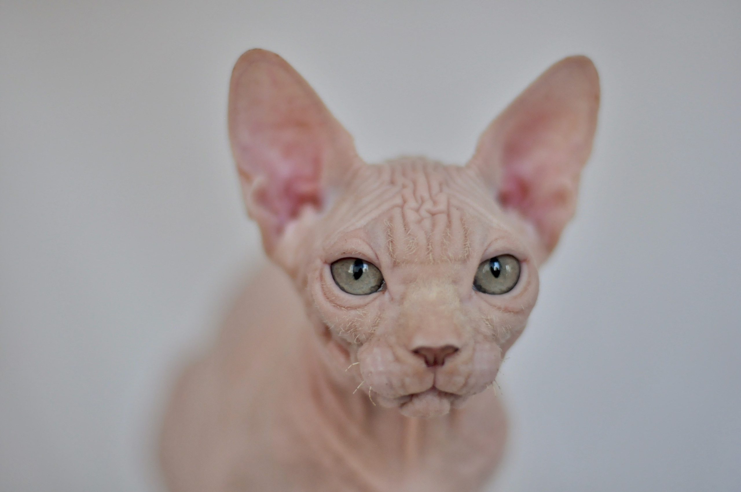 ICARUS ♂ DOB 22/05/2026 AVAILABLE. Питомник Канадских Сфинксов MURVEL, город Лимассол, Кипр