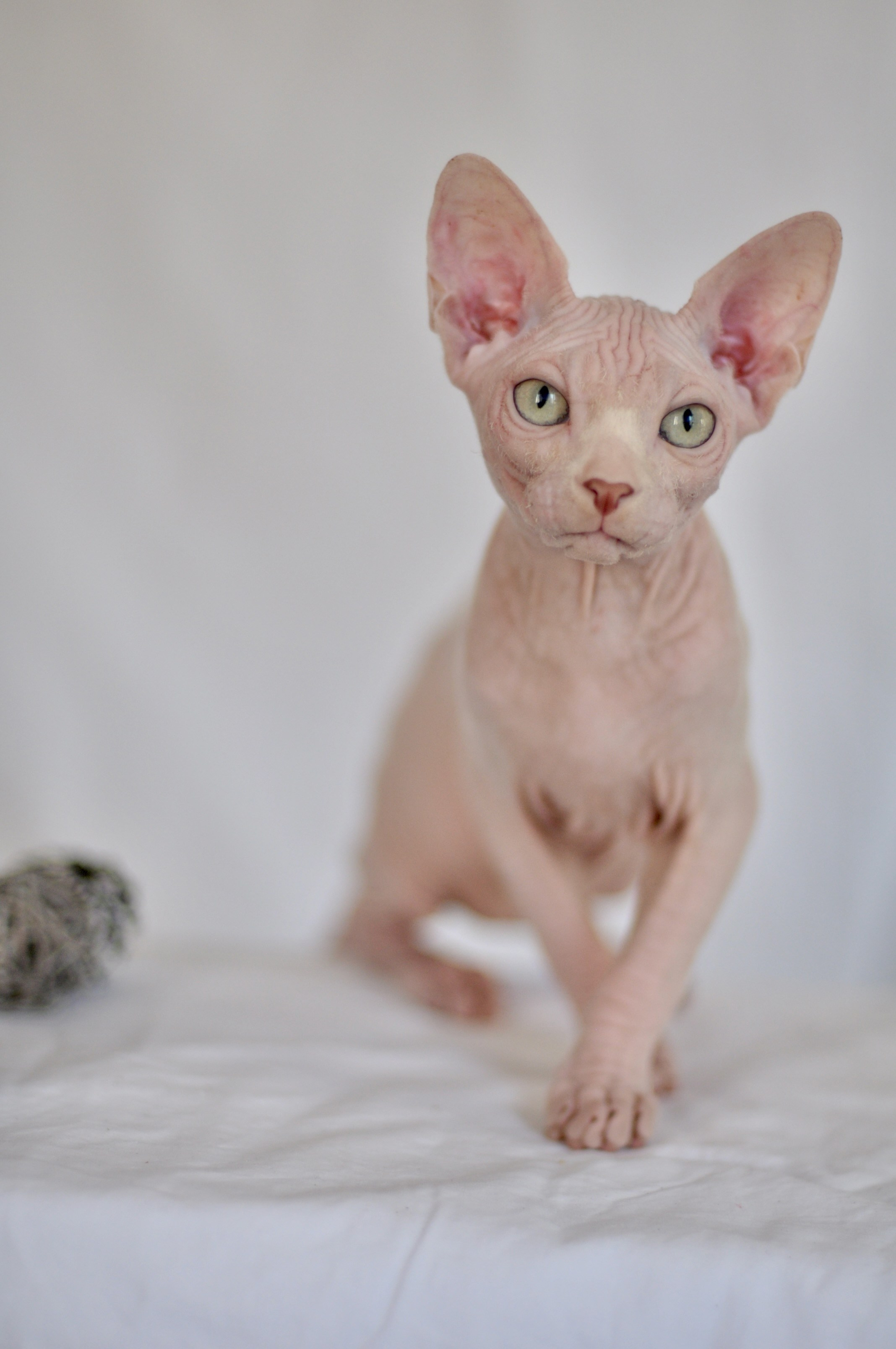 sphynx kittens Vienna, Graz, Linz, Salzburg, Innsbruck