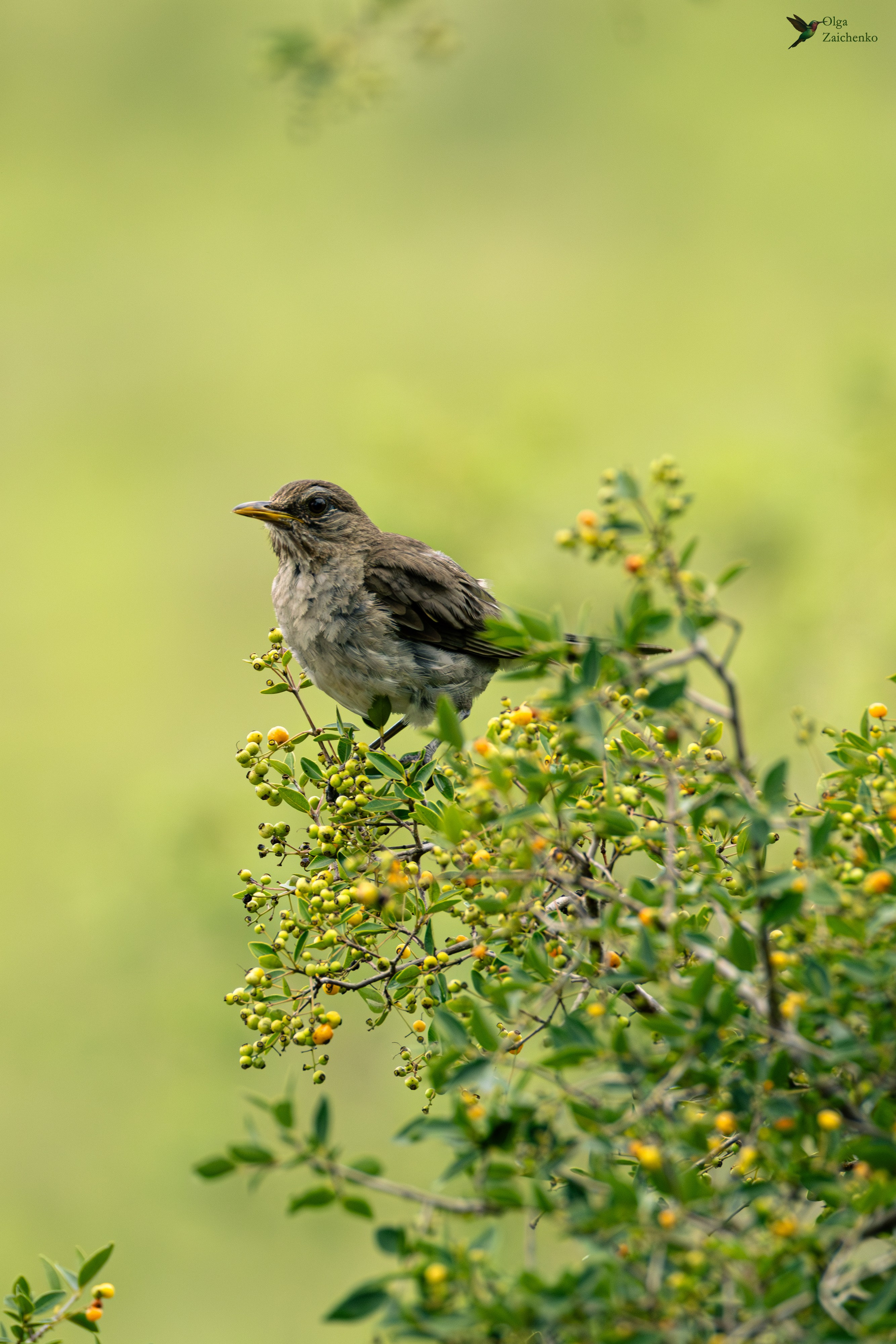 Кремовобрюхий дрозд