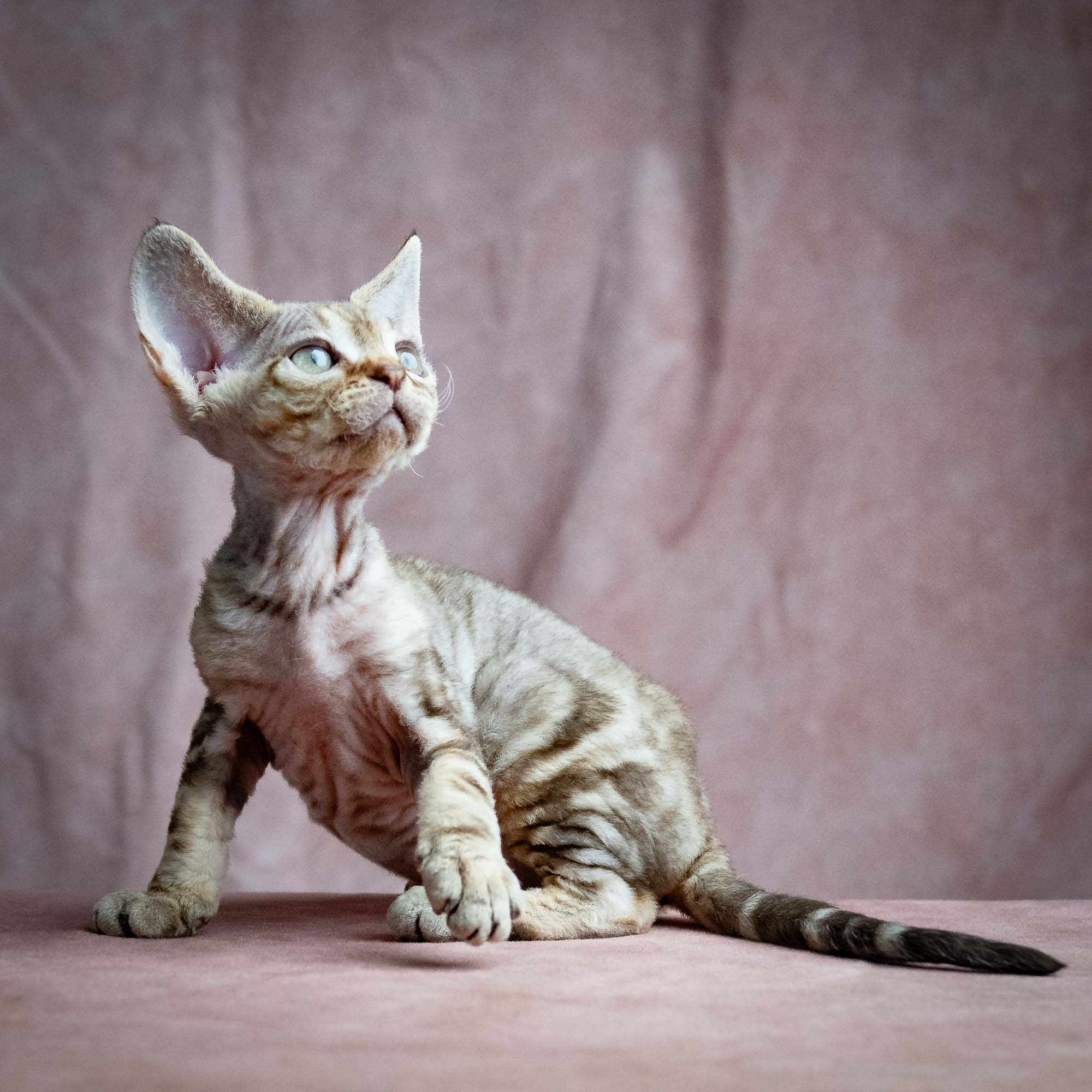 Sirius, boy, born 05.15.26. Devon Rex Pixie Cattery