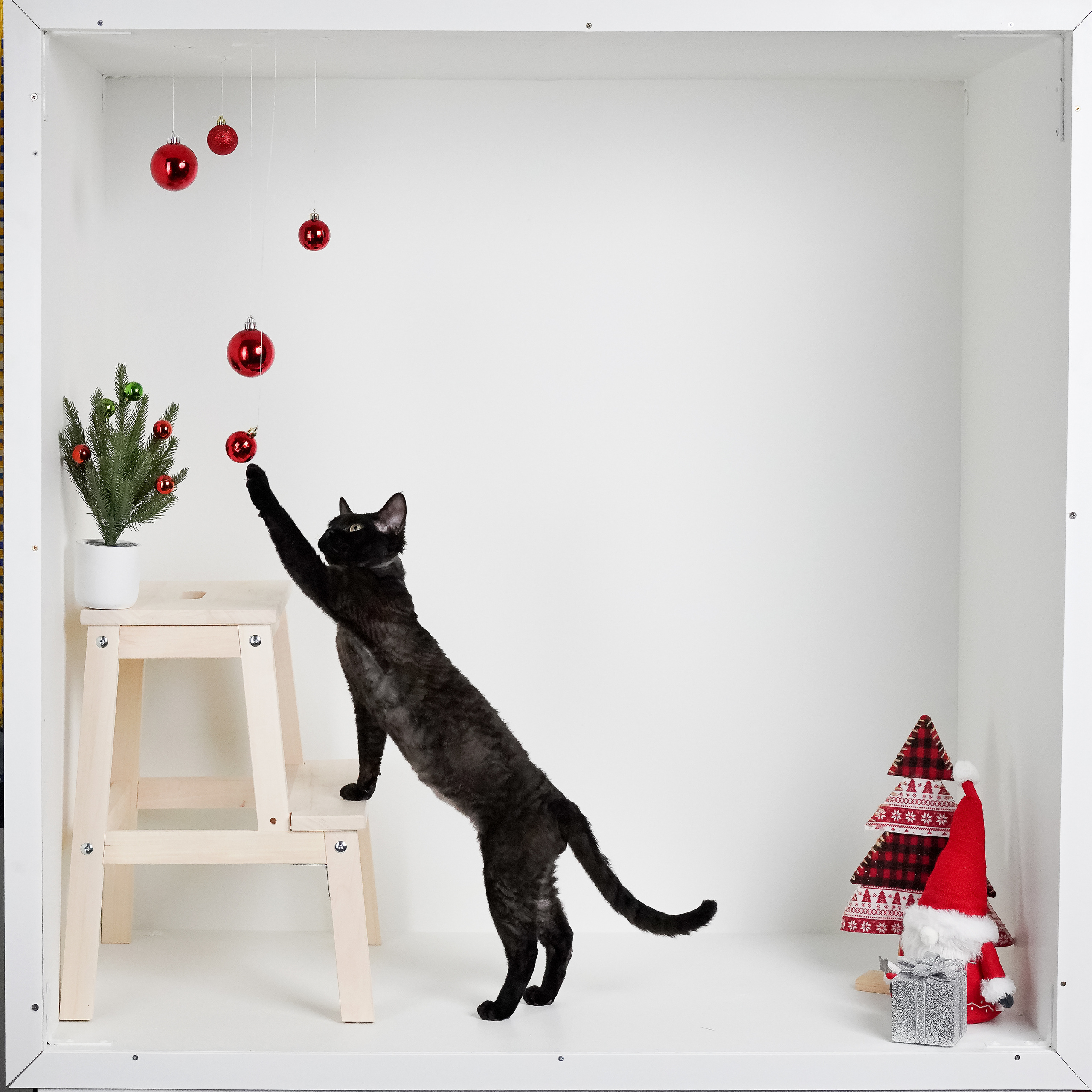 Devon Rex. Photographer Irina Kozhemyakina. Houston