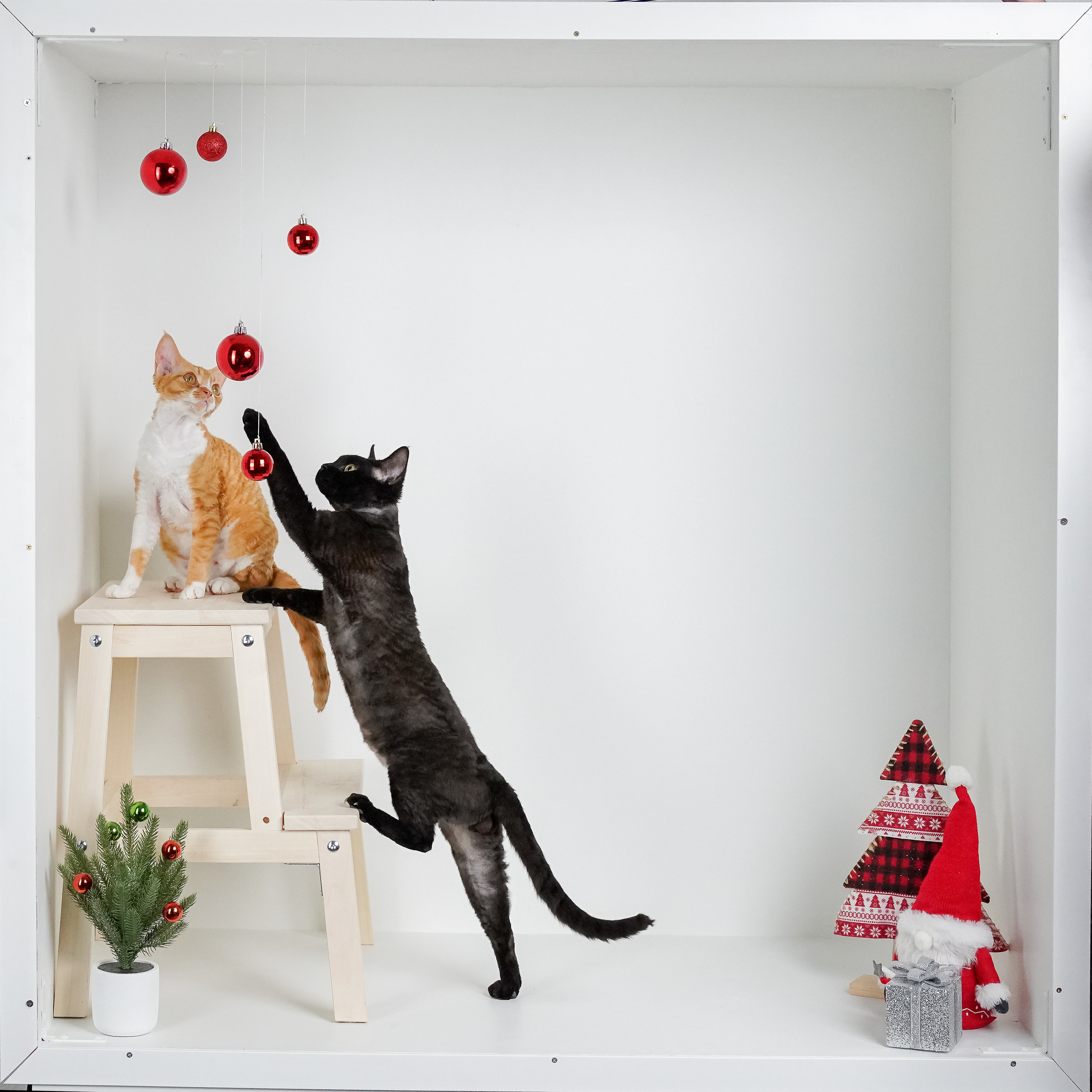 Devon Rex. Photographer Irina Kozhemyakina. Houston