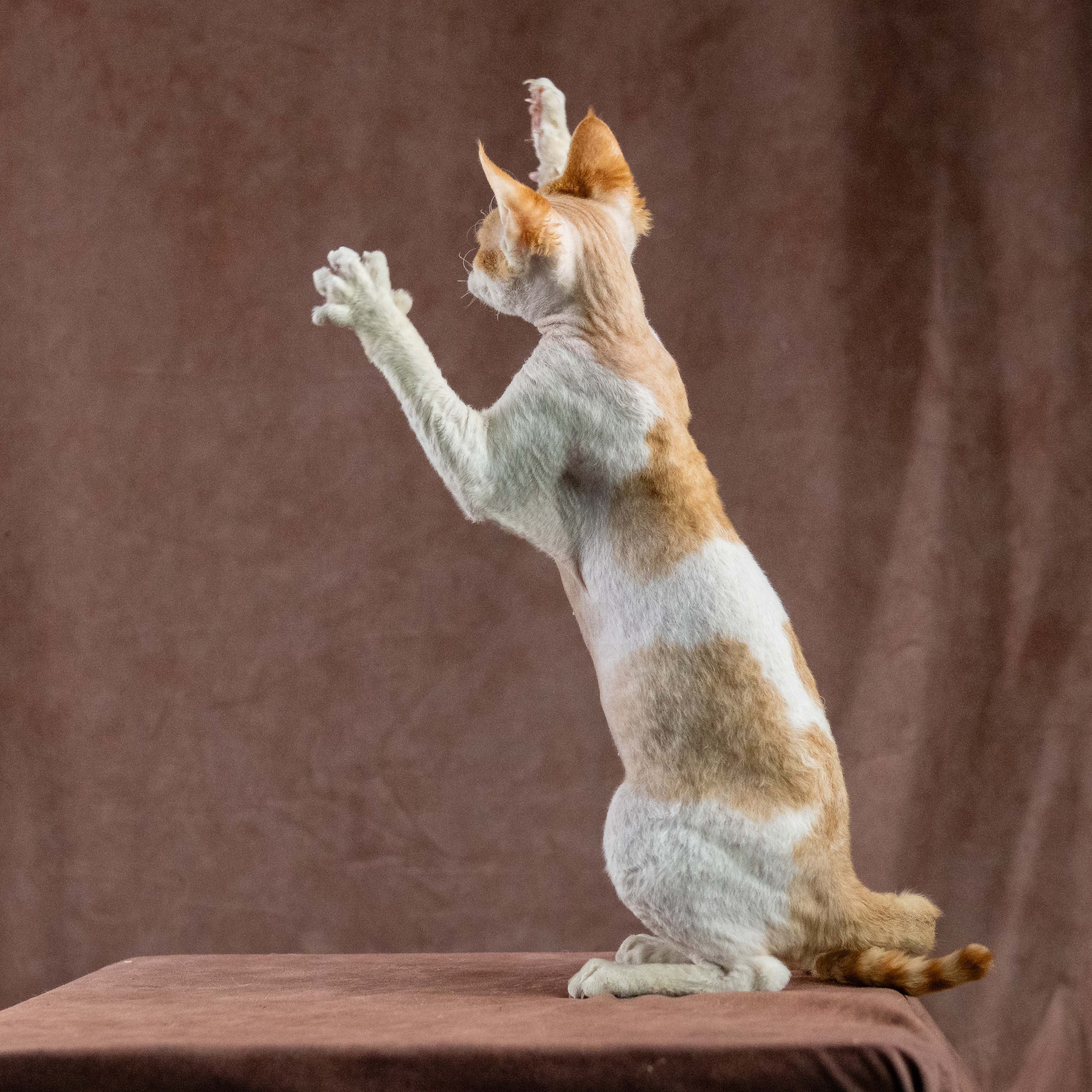 Nika. Devon Rex Pixie Cattery