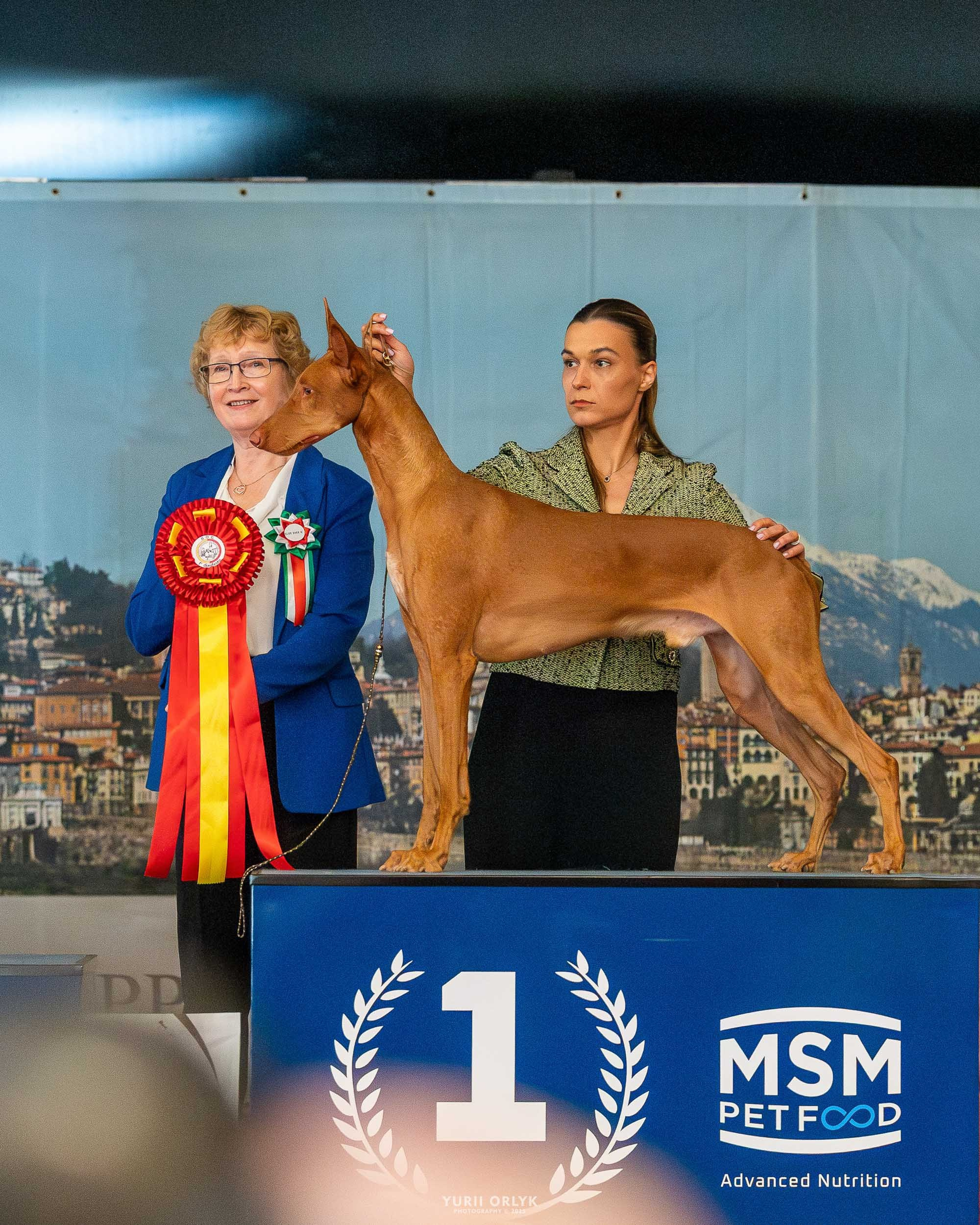 Dog Shows. Yurii Orlyk Photography
