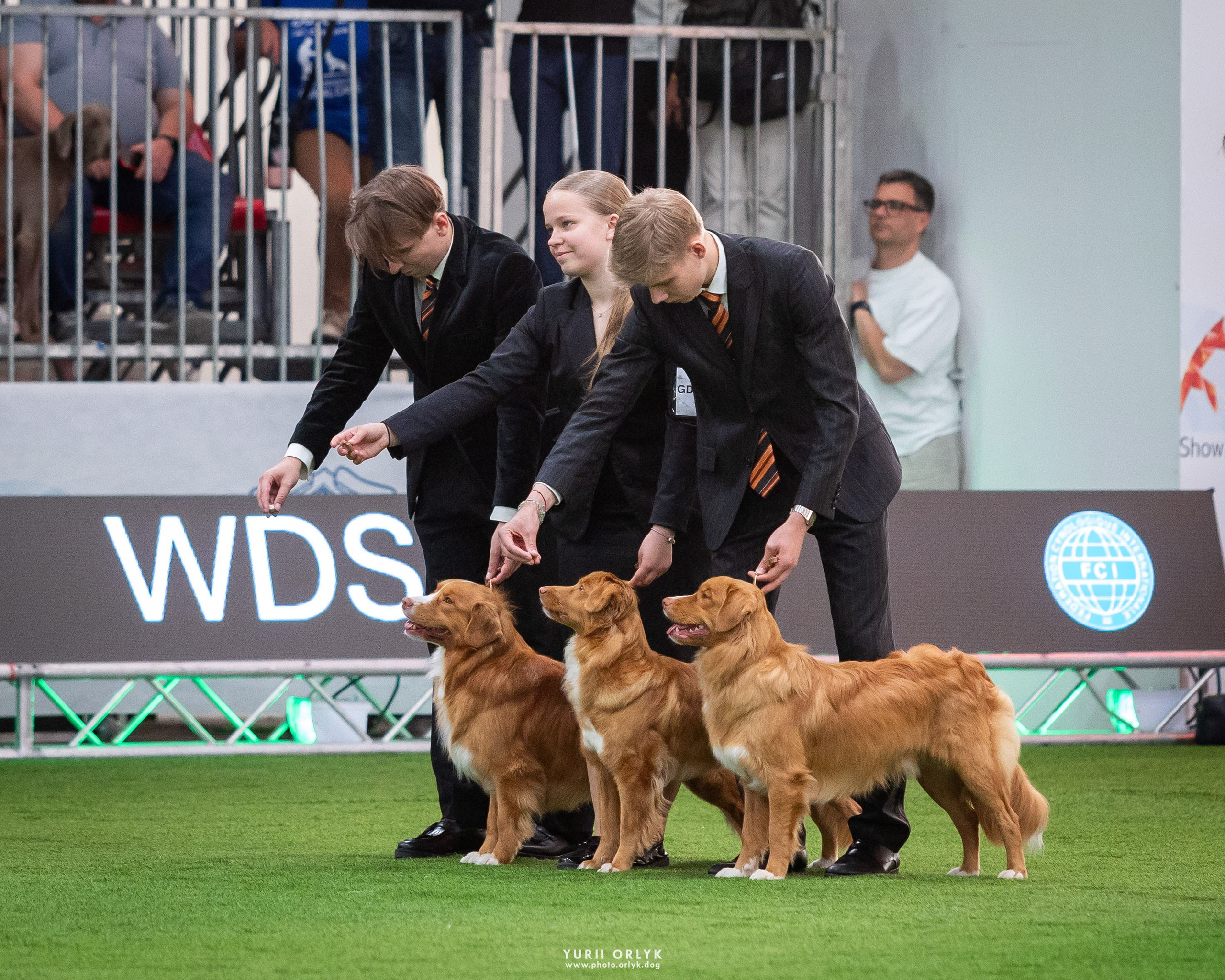 Dog Shows. Yurii Orlyk Photography