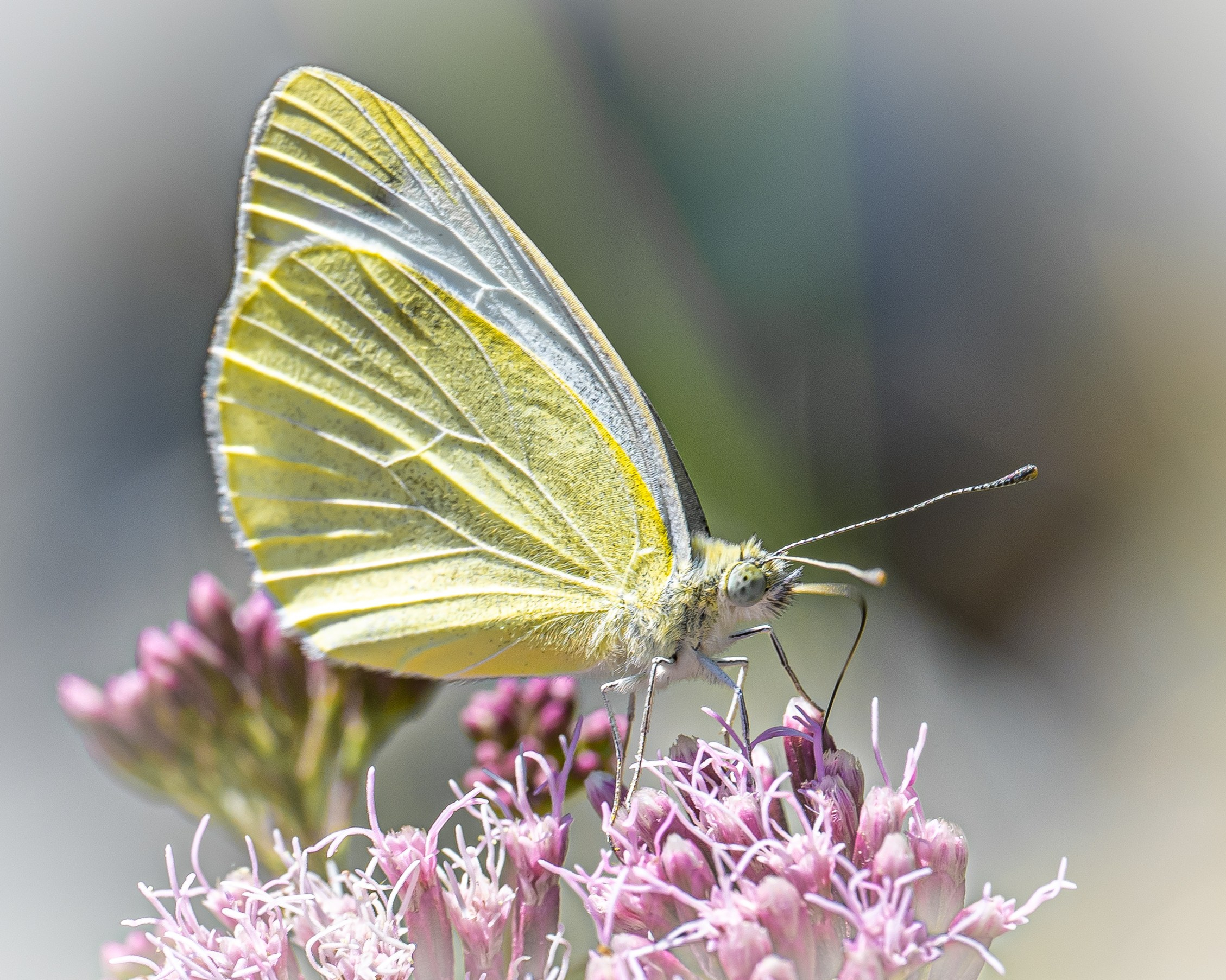 Farfalle. “Gianmaria Coscia fotografo per passione”
