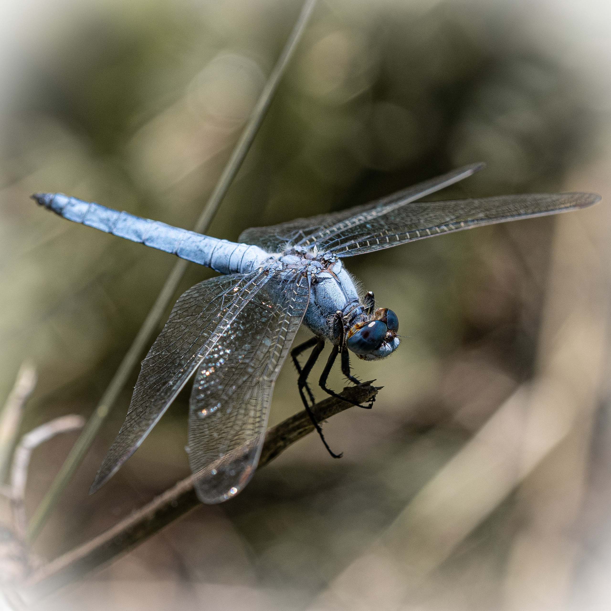 Insetti Simpatici. “Gianmaria Coscia fotografo per passione”