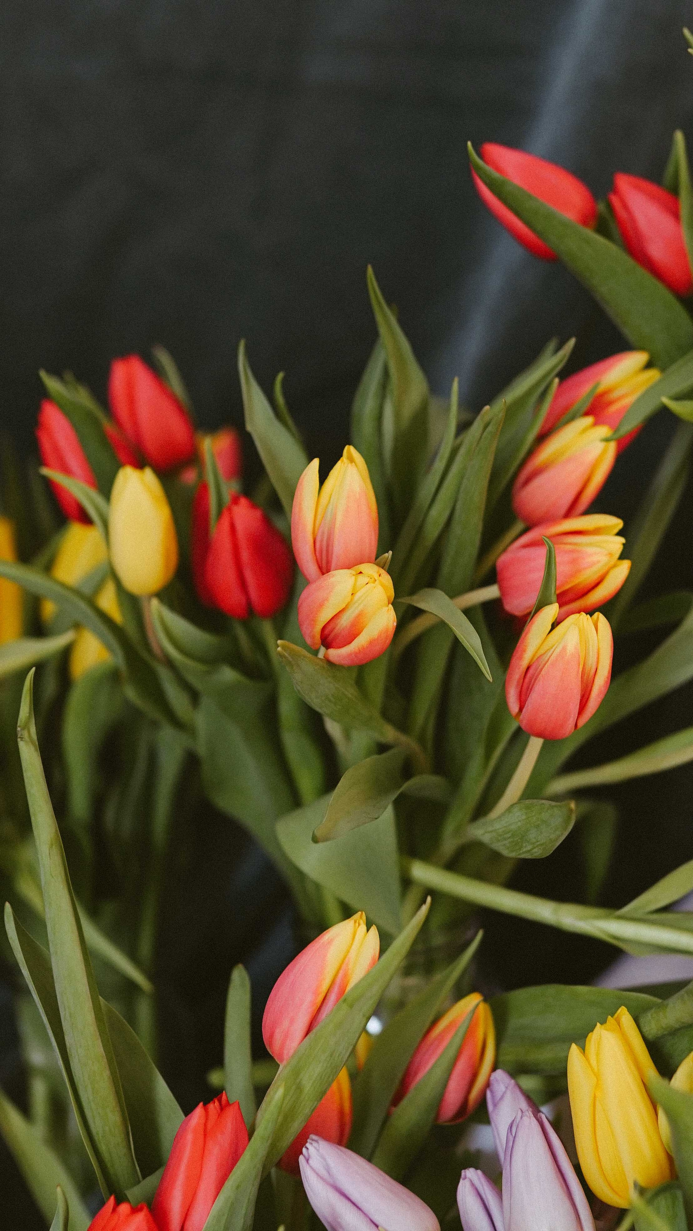 Ședințe Foto Primăvara Colorată Brașov | Mădălina Beda. Madalina Beda- Artist vizual, fotograf, doula la nastere, consultant babywearing Brasov si in toata tara