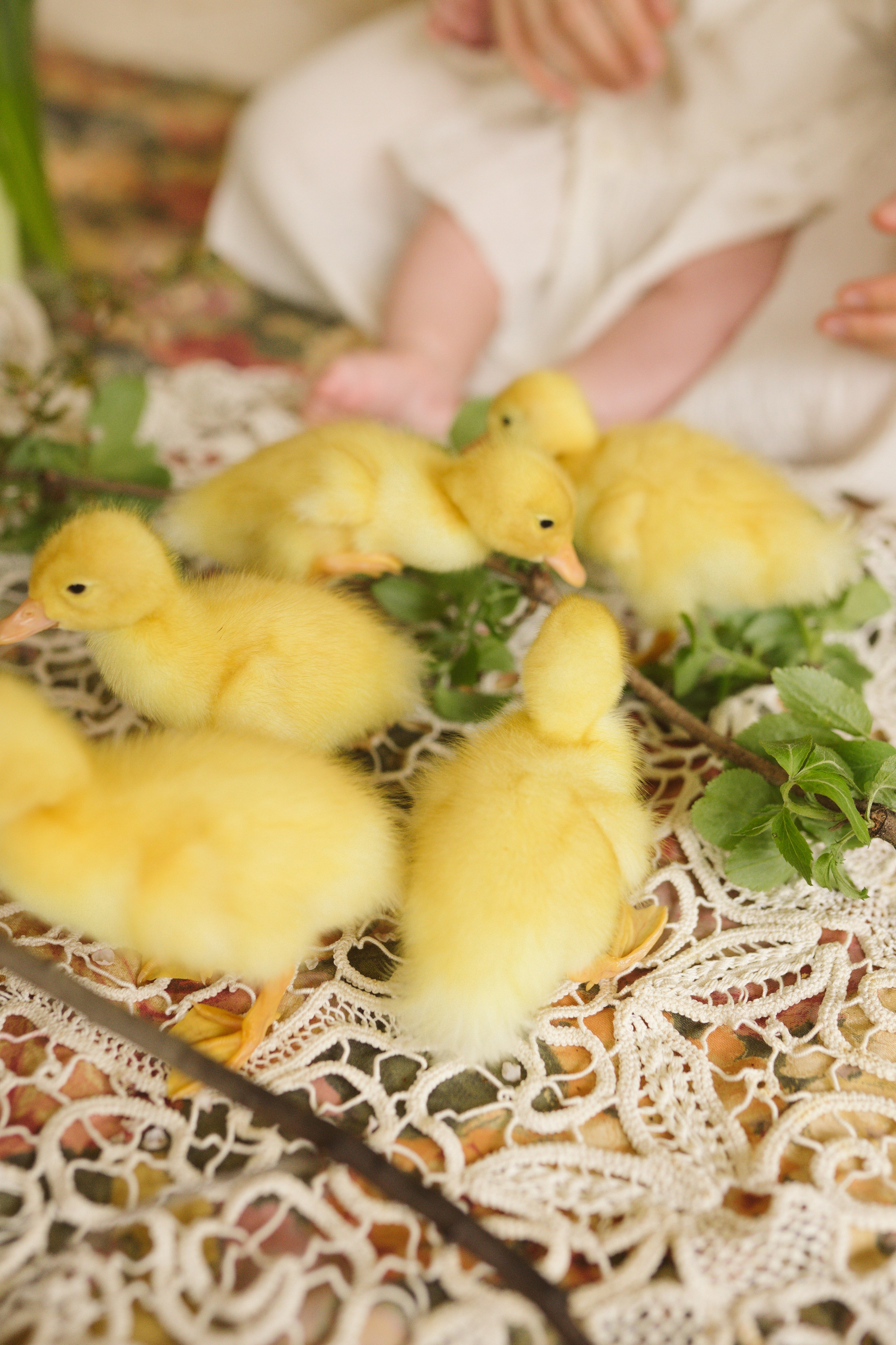 Ședințe Foto de Paște Brașov: Gălbenuș | Mădălina Beda. Madalina Beda- Artist vizual, fotograf, doula la nastere, consultant babywearing Brasov si in toata tara