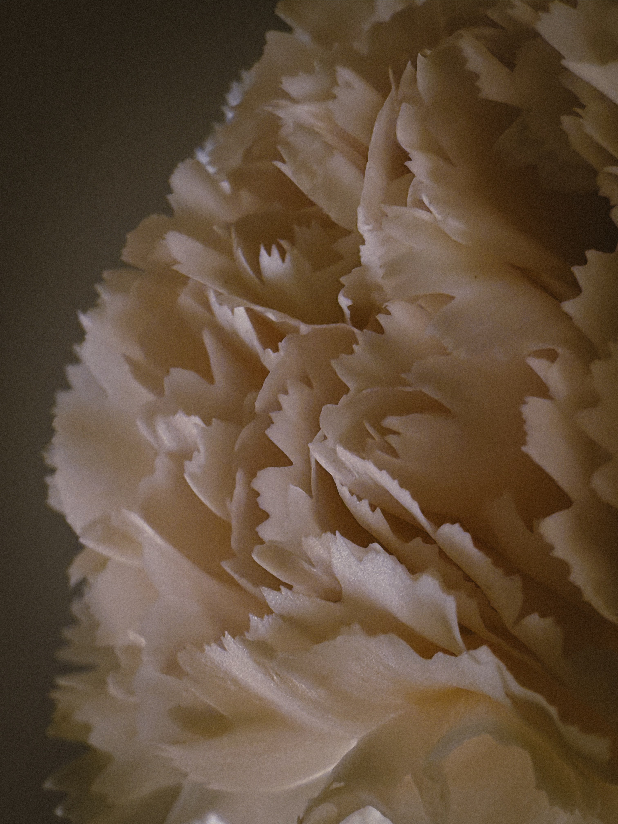 Мобильная съемка. Анастасия Еремина | Фотограф в Сербии | Персональные и бизнес-фотосессии в Белграде и Нови Саде