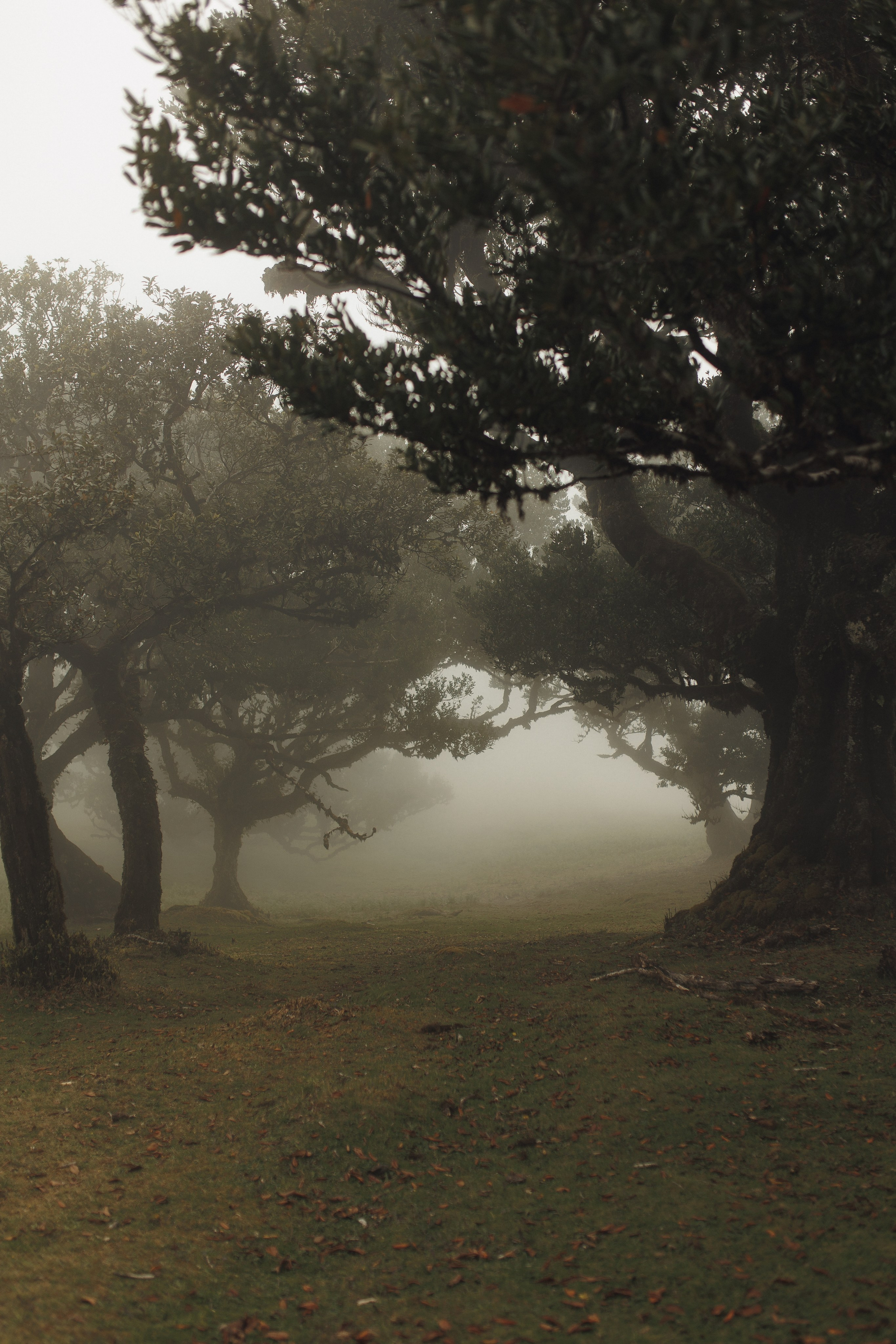 Elopement in Madeira | Mystical Forest of Fanal. Wedding photographer and videographer based in Timisoara, Romania